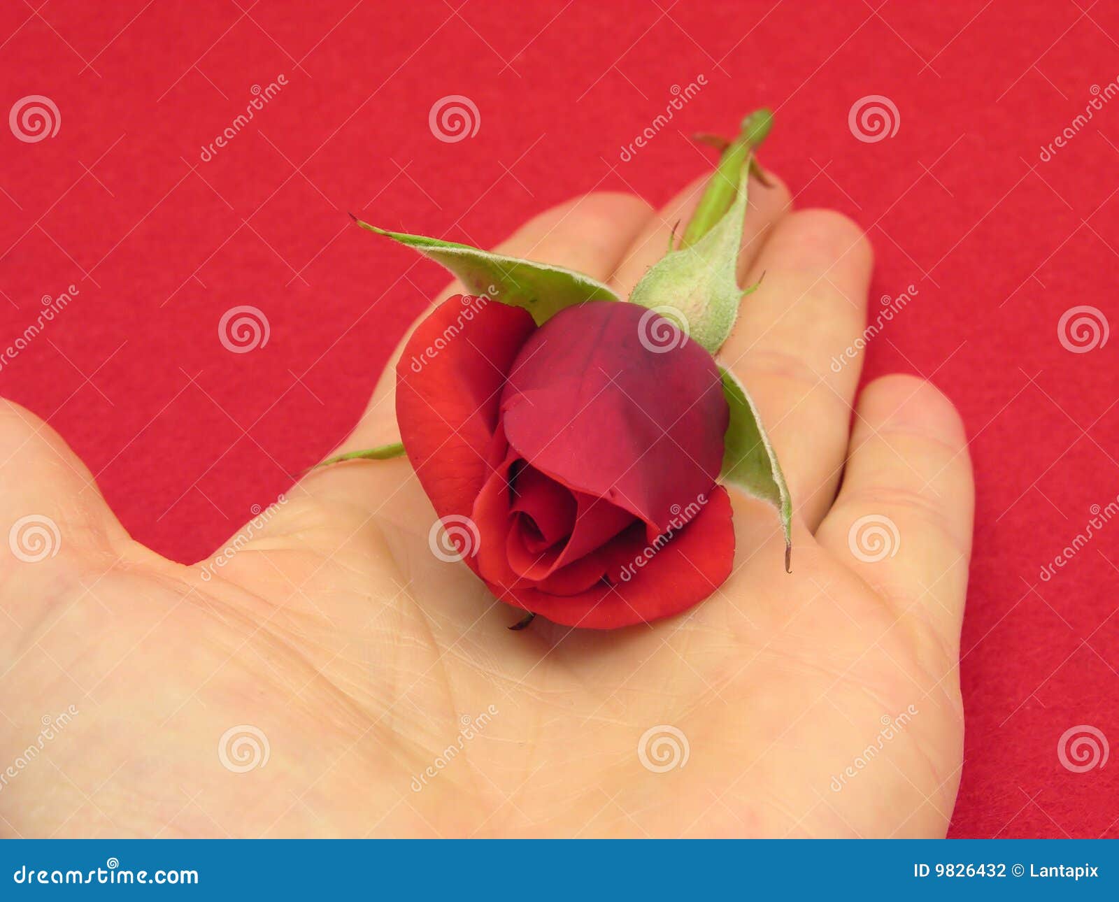 Red Rose Bud in an Open Hand Stock Photo Image of blossom, open 9826432