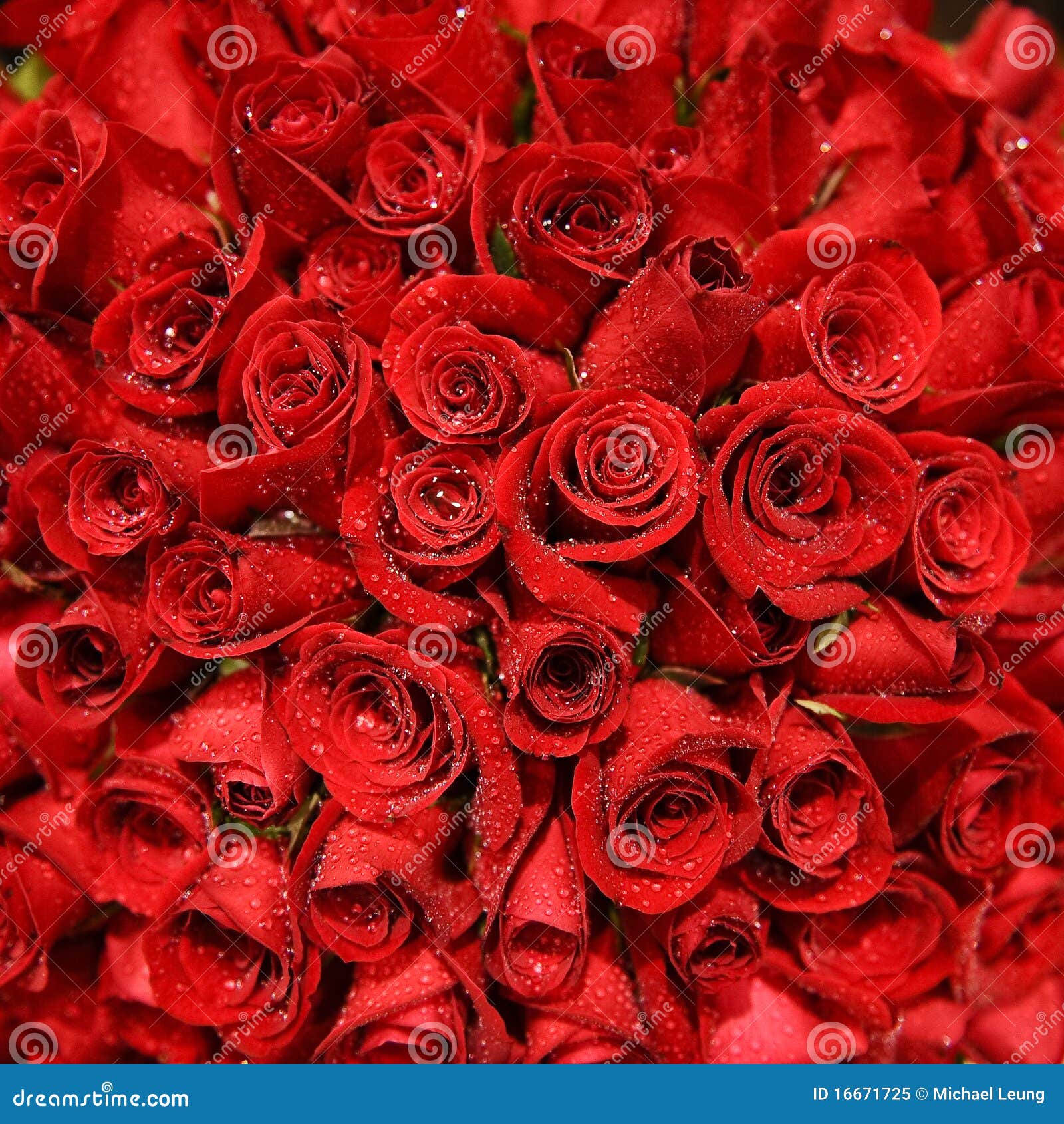 red rose bundle 16671725
