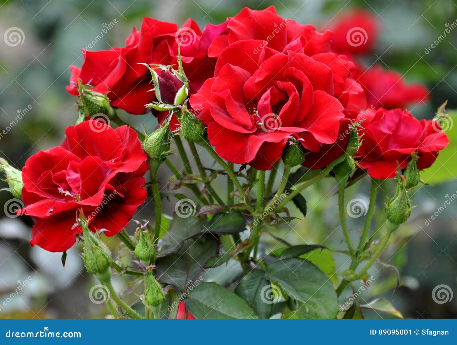 Cluster of Red Roses