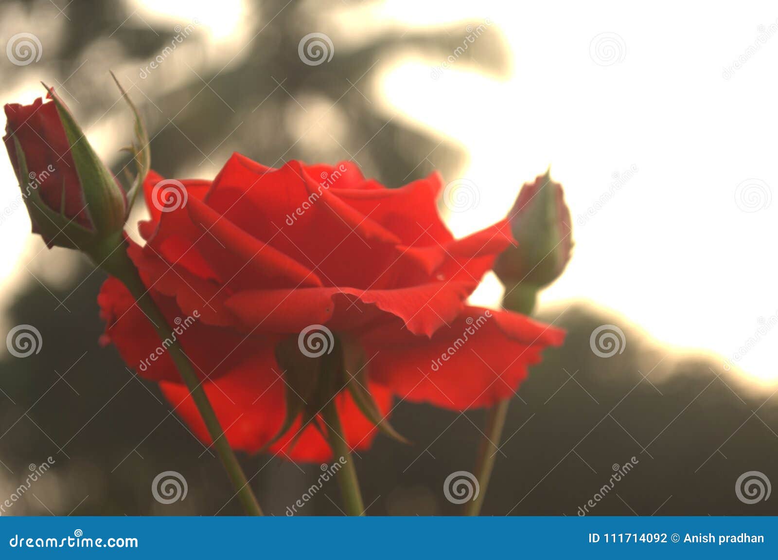 Red Rose Stock Photo Image Of Dslr Capture Nikon 111714092