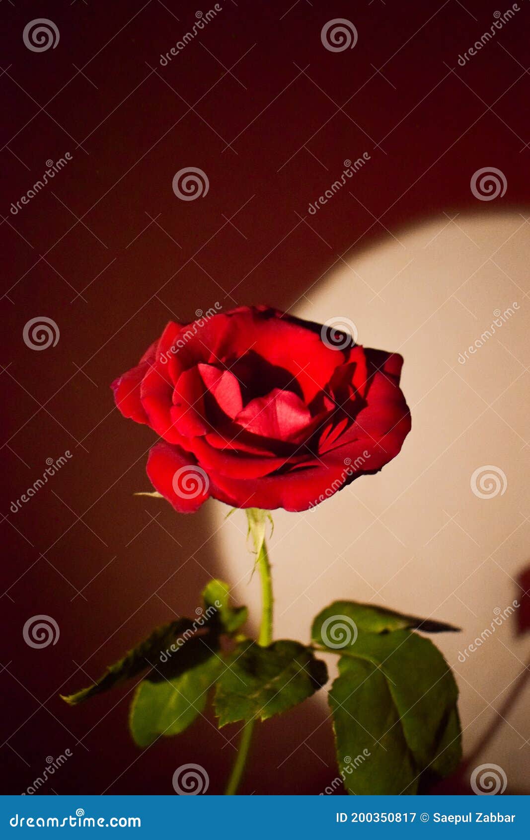 A Beautiful Red Rose with Dramatic Lighting Stock Image - Image of ...