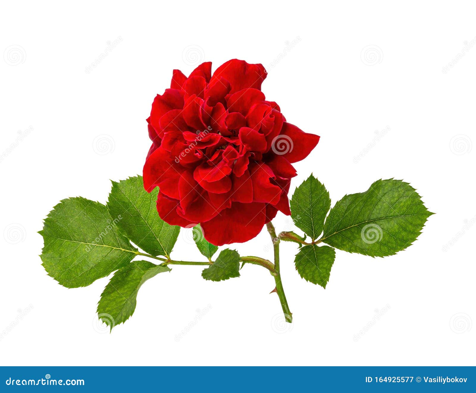 Red Rose Cut without Background Stock Image - Image of closeup ...