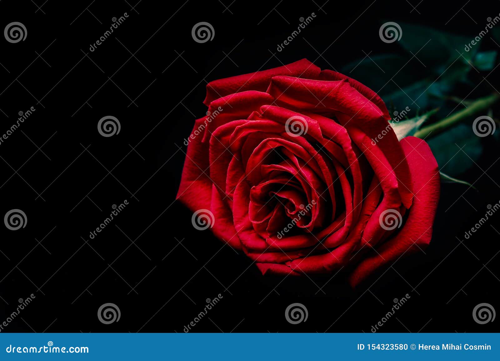 Red Rose on Dark Background Stock Photo Image of bouquet, closeup