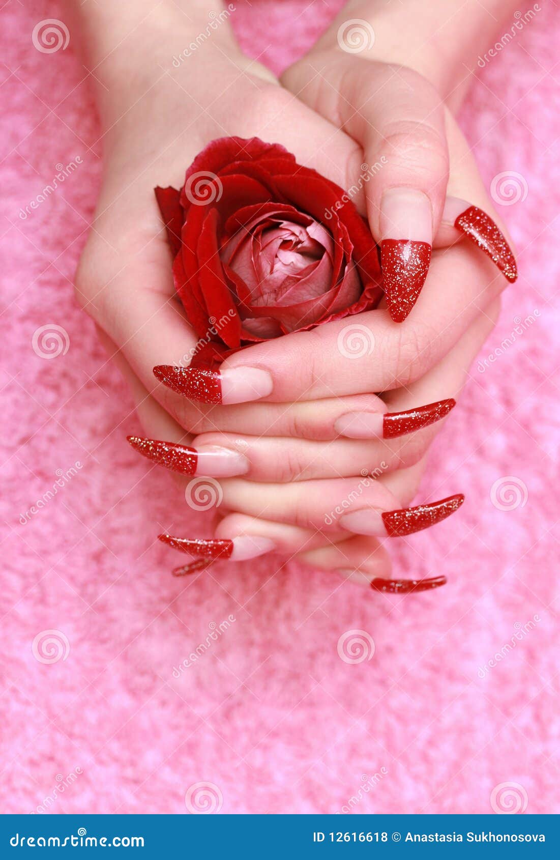 Red rose for female hands stock photo. Image of nature 12616618