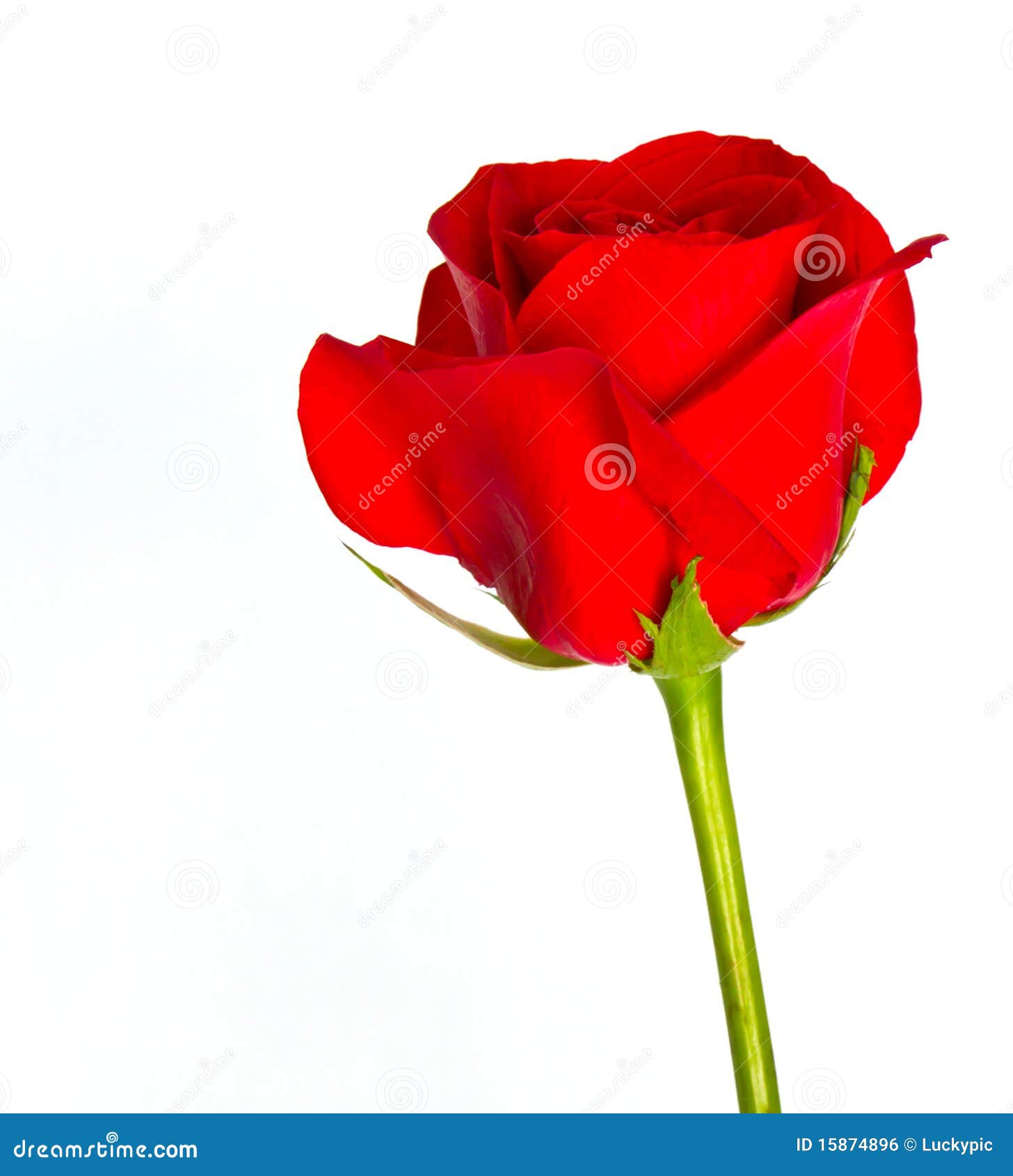 30,275 Daisy Rose Stock Photos - Free & Royalty-Free Stock Photos from  Dreamstime