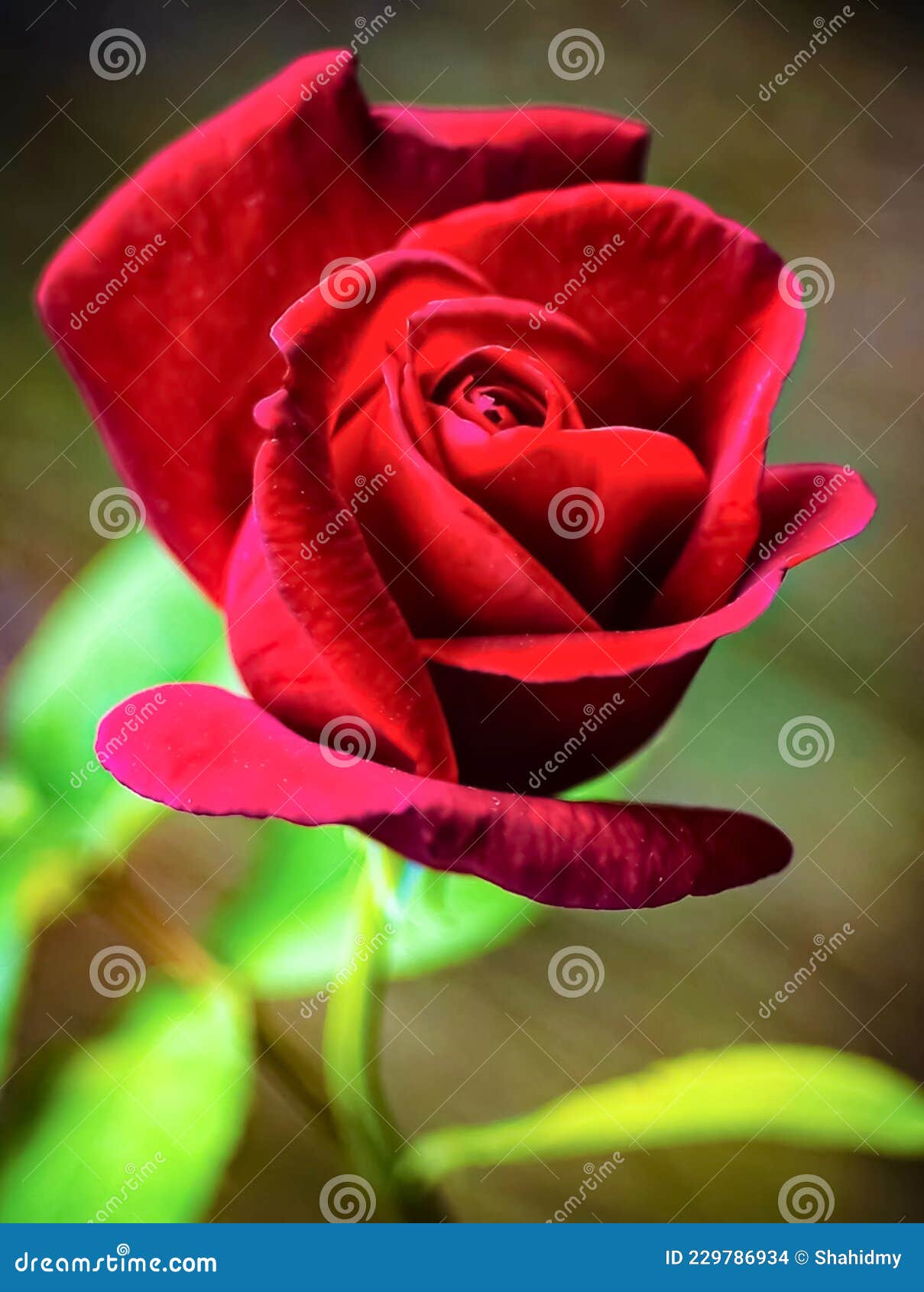 Red Rose Flower Beautiful Nice Photo Image Stock Photo Image of petal