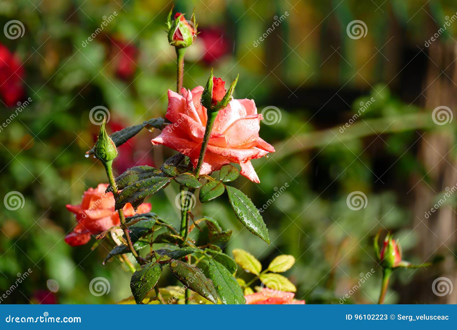 Red rose in flower bed. stock image. Image of garden 96102223