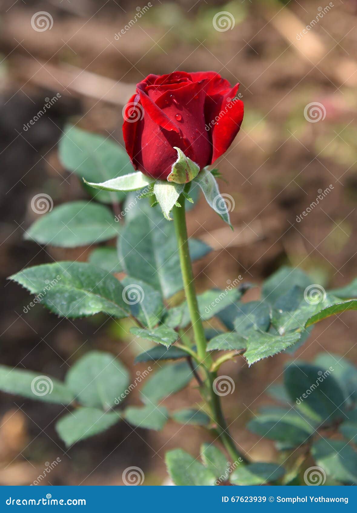 Red Rose Flower Blossom On Soft Natural Background Stock Image