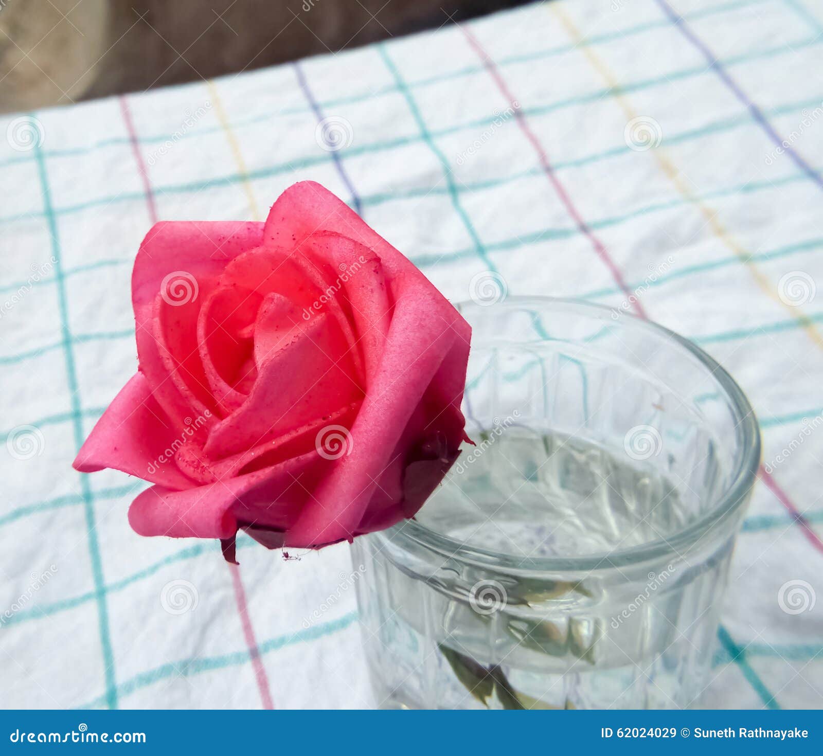 Red Rose Flower on in Glass Stock Image Image of beautiful, water