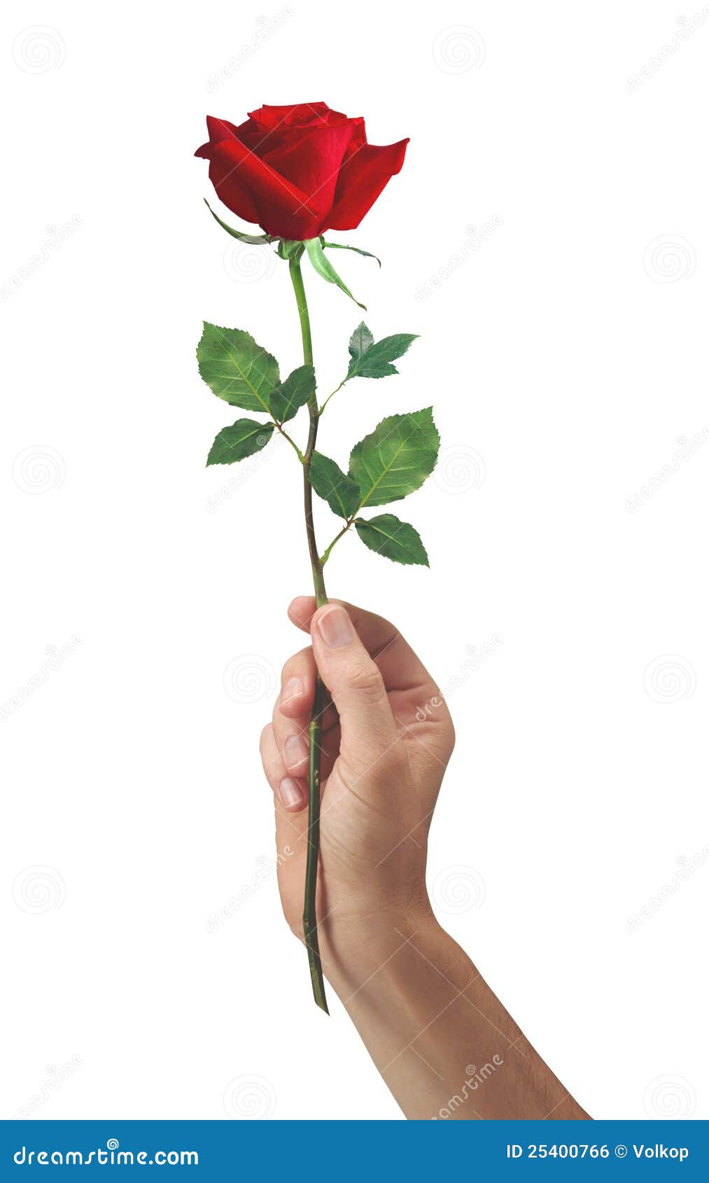 Red Rose Flower in Hand Men Stock Photo Image of love, petal 25400766