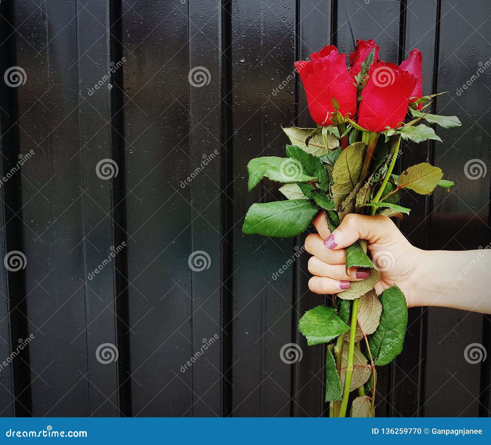 Red Rose Flower In Hand For Valentines Day Wedding Card On Black