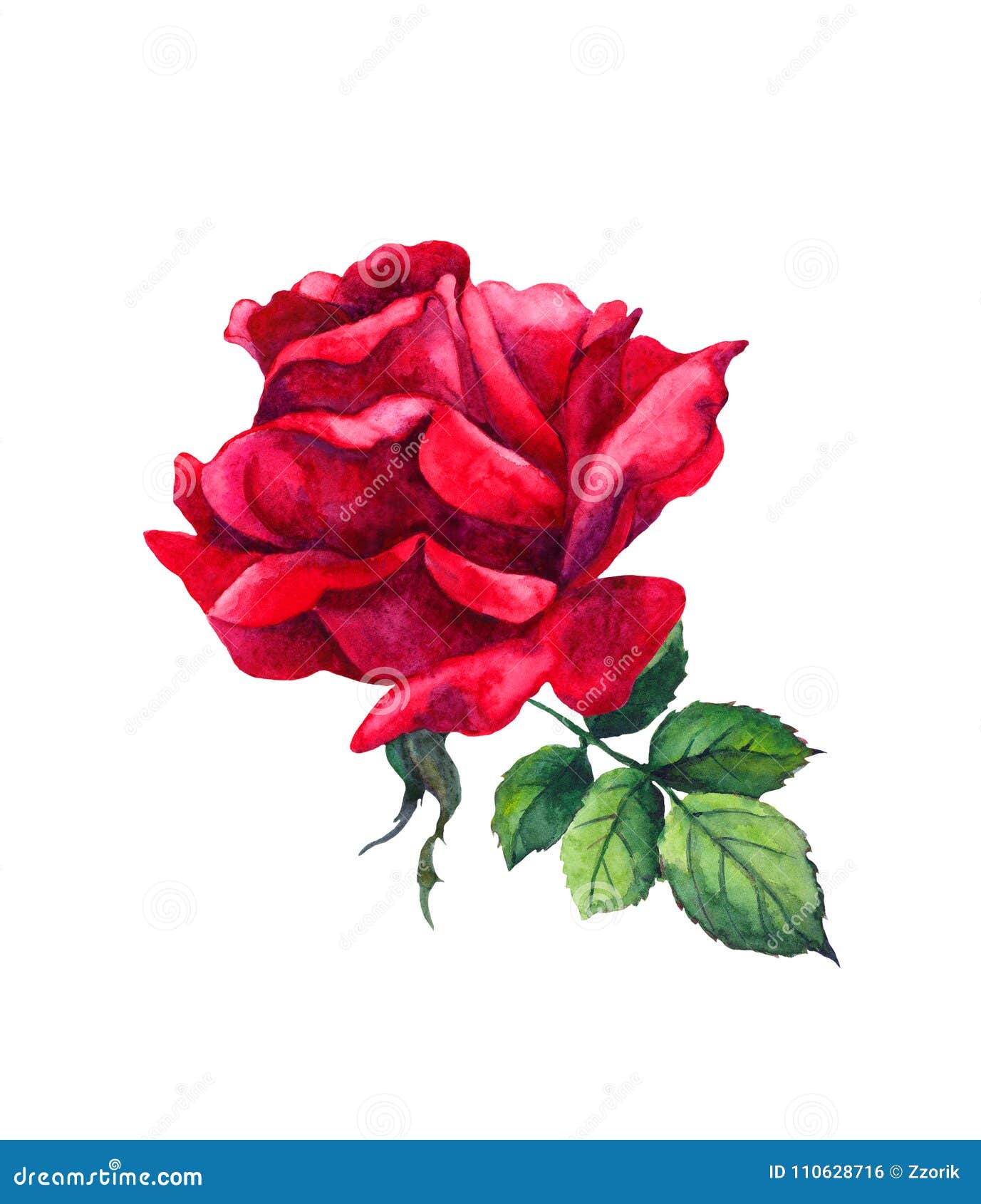 Red Rose Flower. Isolated Watercolor Illustration Stock Illustration ...