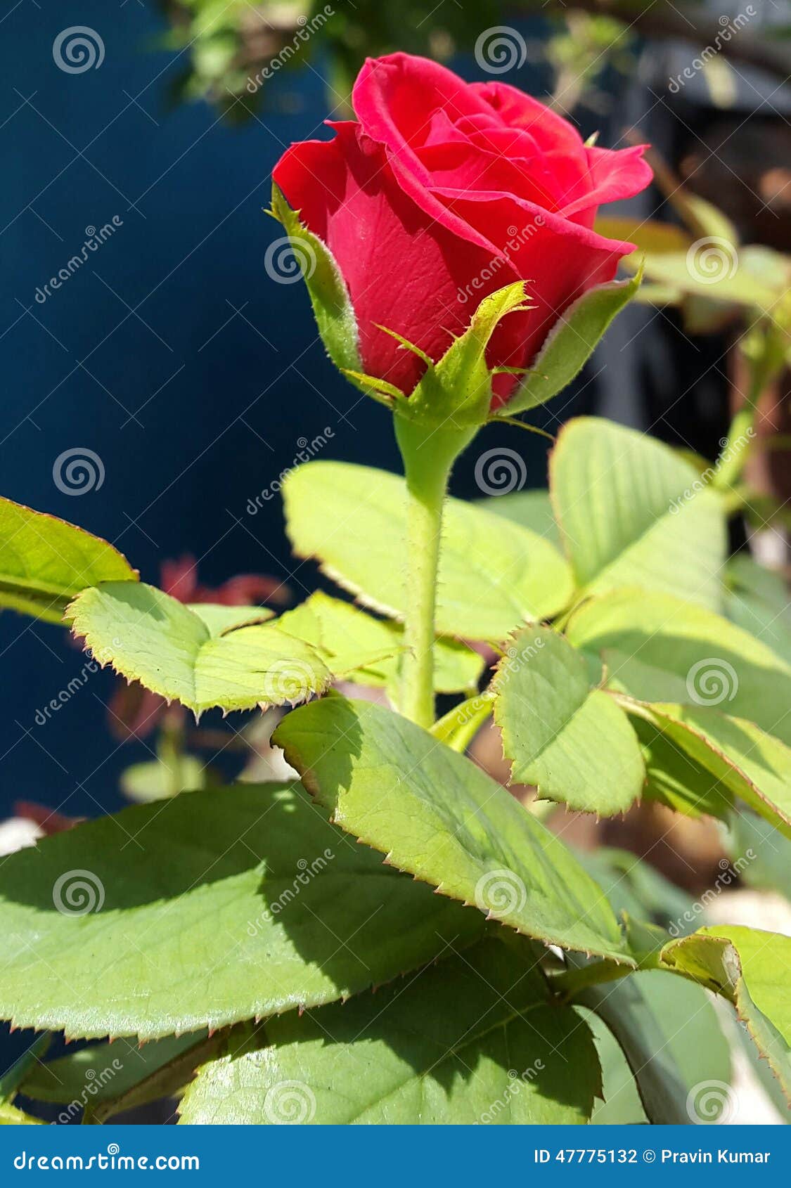 Red, Rose, Flower, natural stock photo. Image of bright 47775132