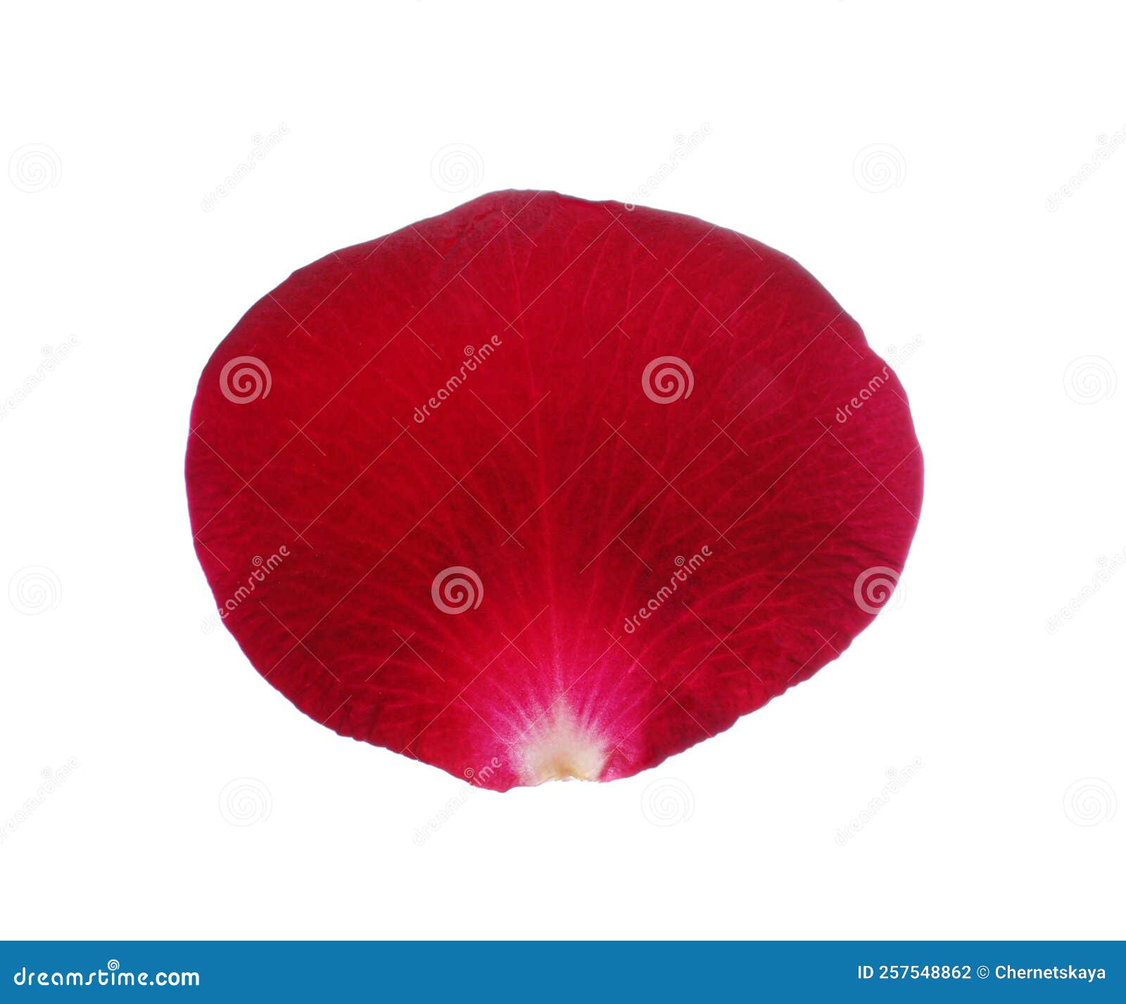 Red Rose Flower Petal on White Background Stock Photo Image of