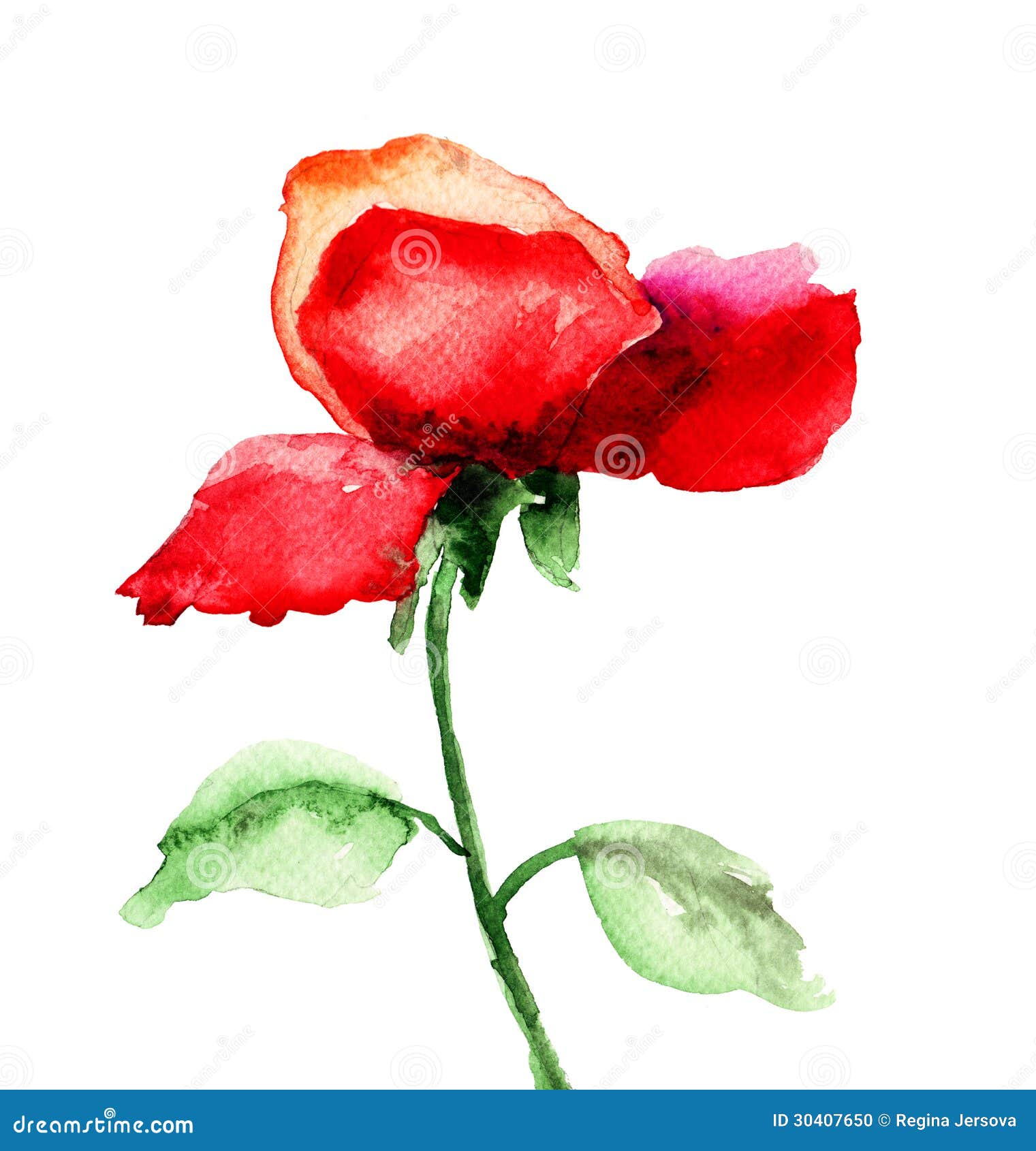 Red Rose flower stock illustration. Illustration of sketching - 30407650