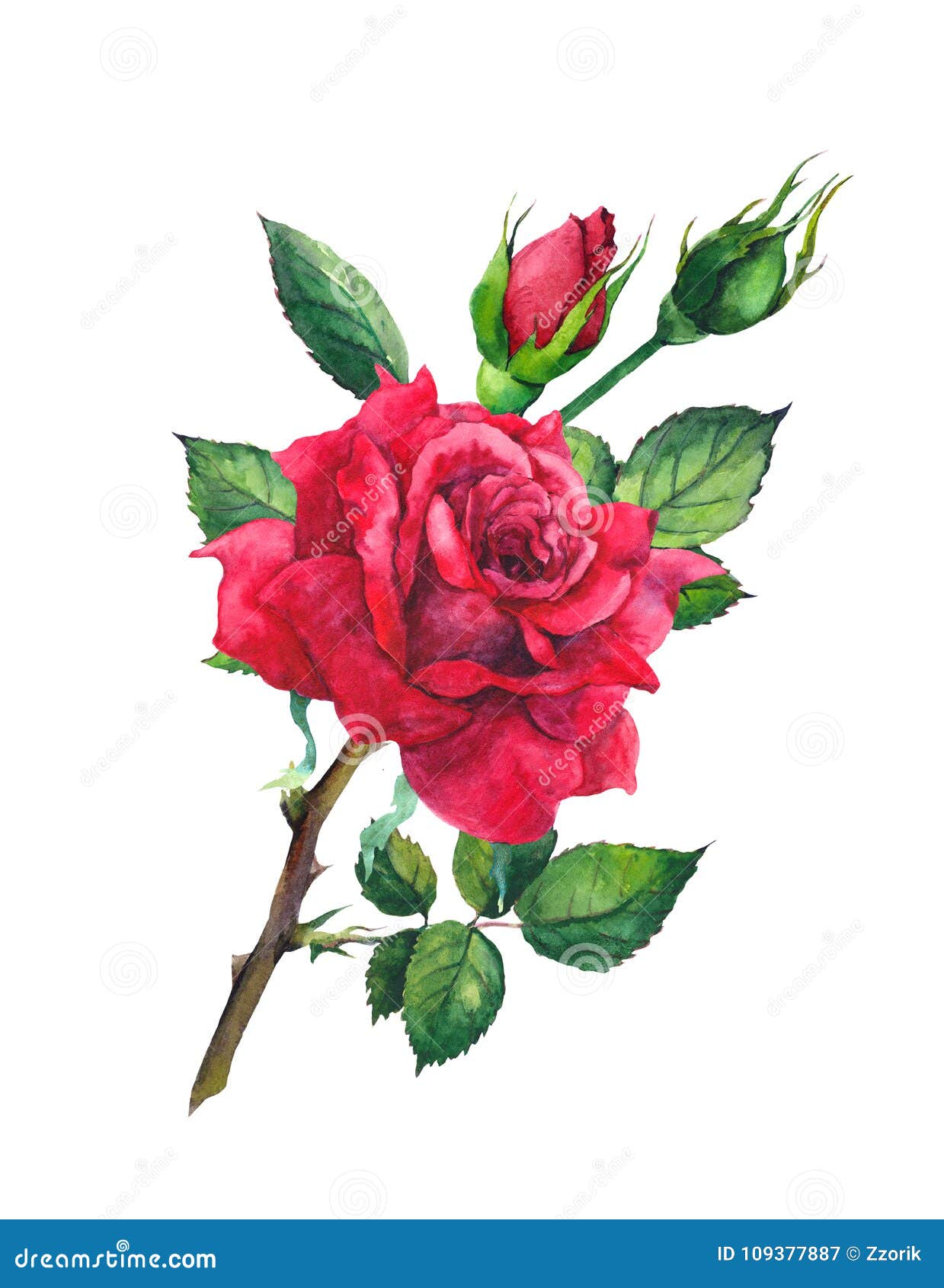 Red Rose Flower. Watercolor Stock Illustration - Illustration of colour ...