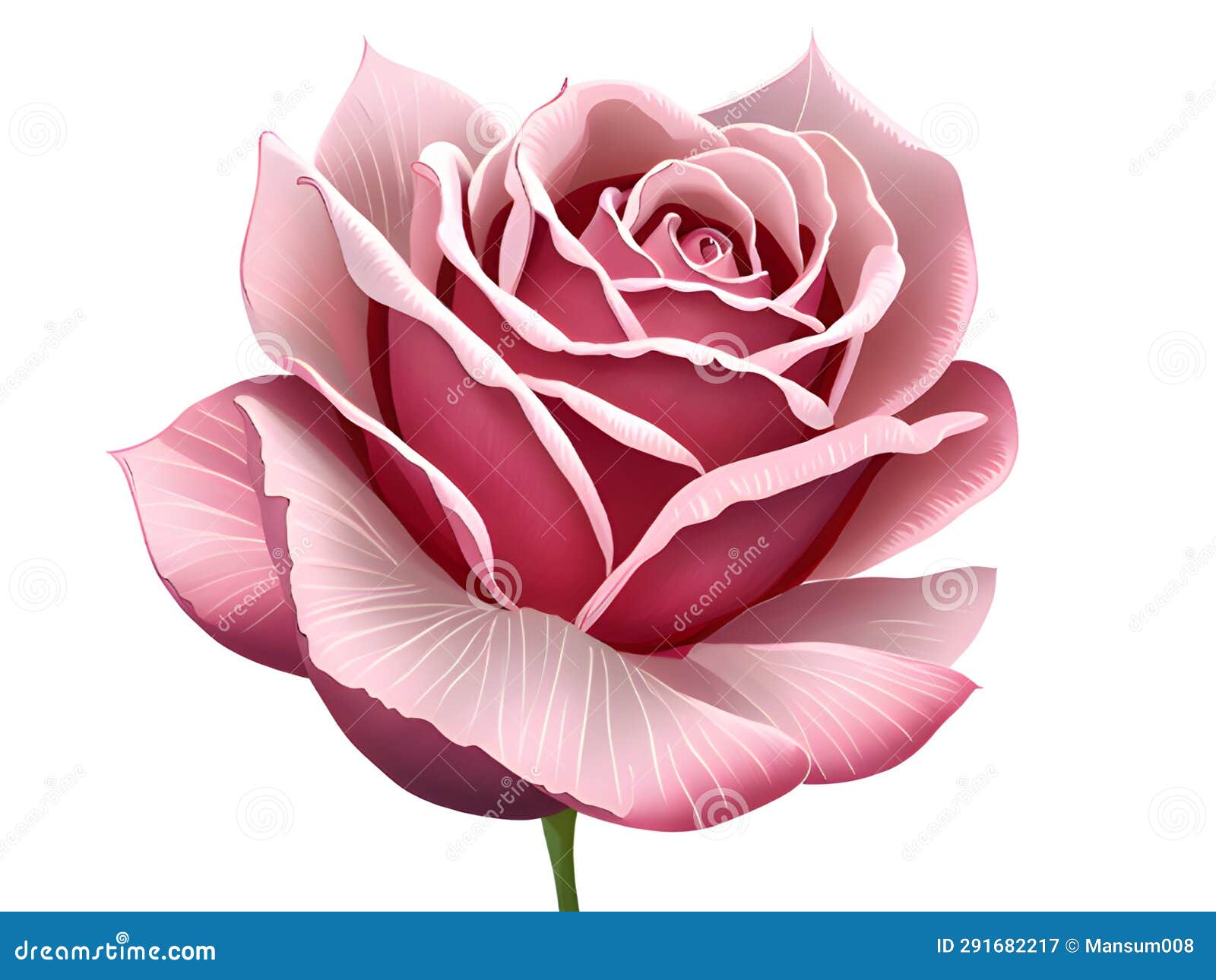 Red Rose Flower on a White Background Stock Illustration Illustration