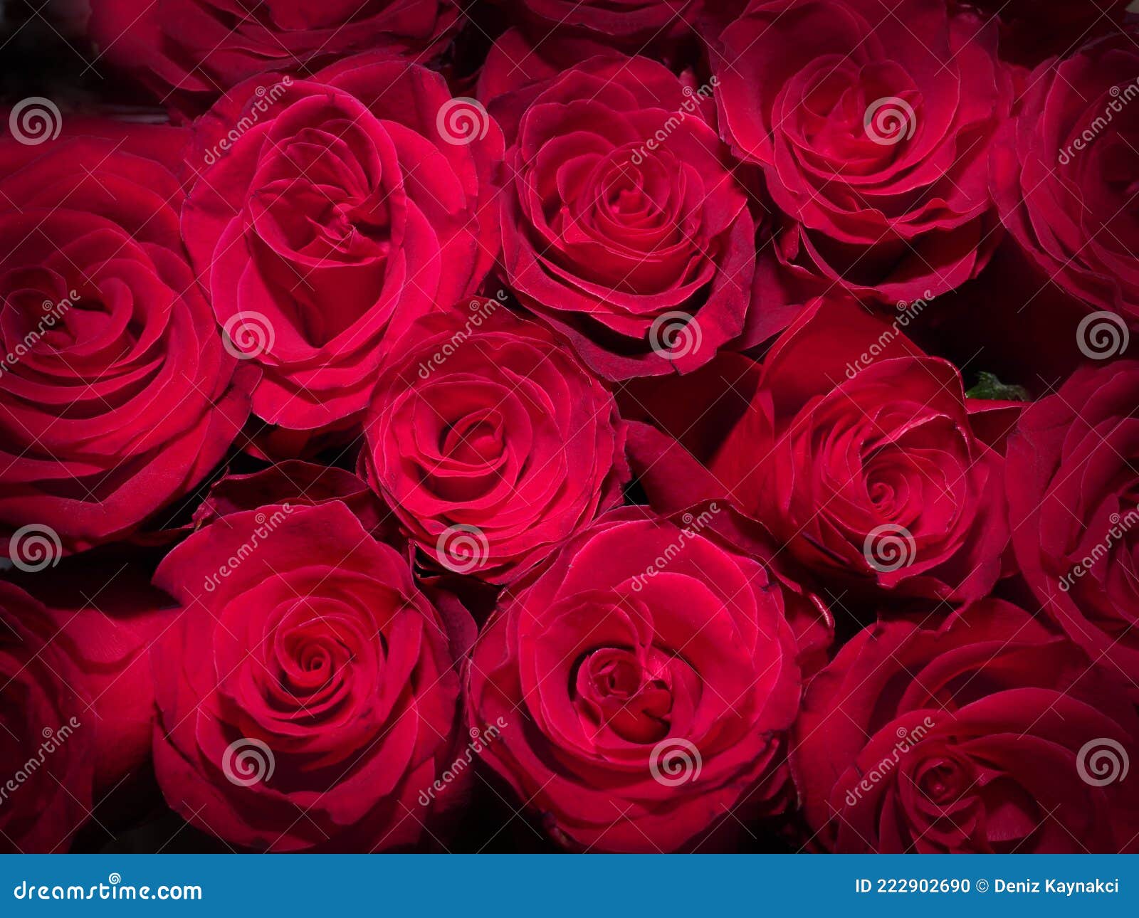 red rose flowers close up background photo top view