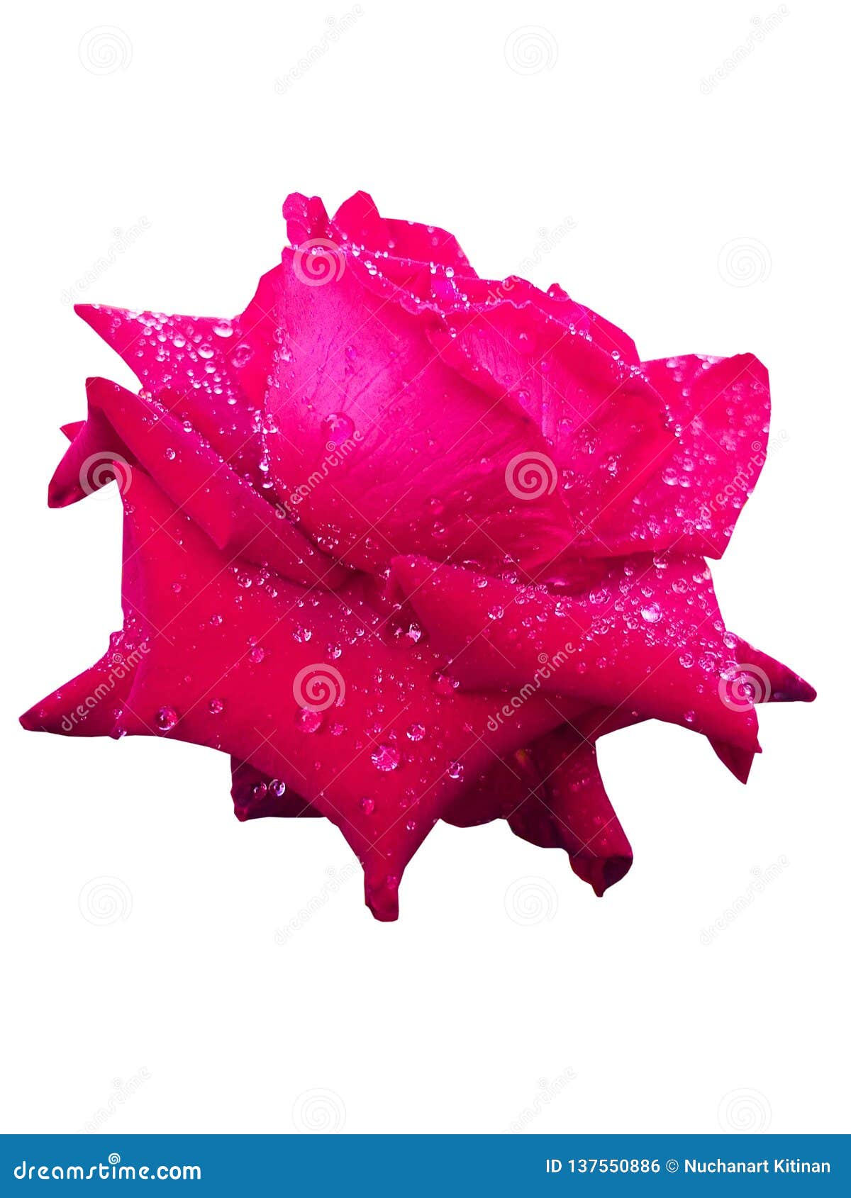 Red Rose. Flowers and Water Drops. Flowers of Love Stock Photo - Image of flowers, white: 137550886 Red Rose. Flowers and Water Drops. Flowers of Love Stock Photo - Image of flowers, white: 137550886