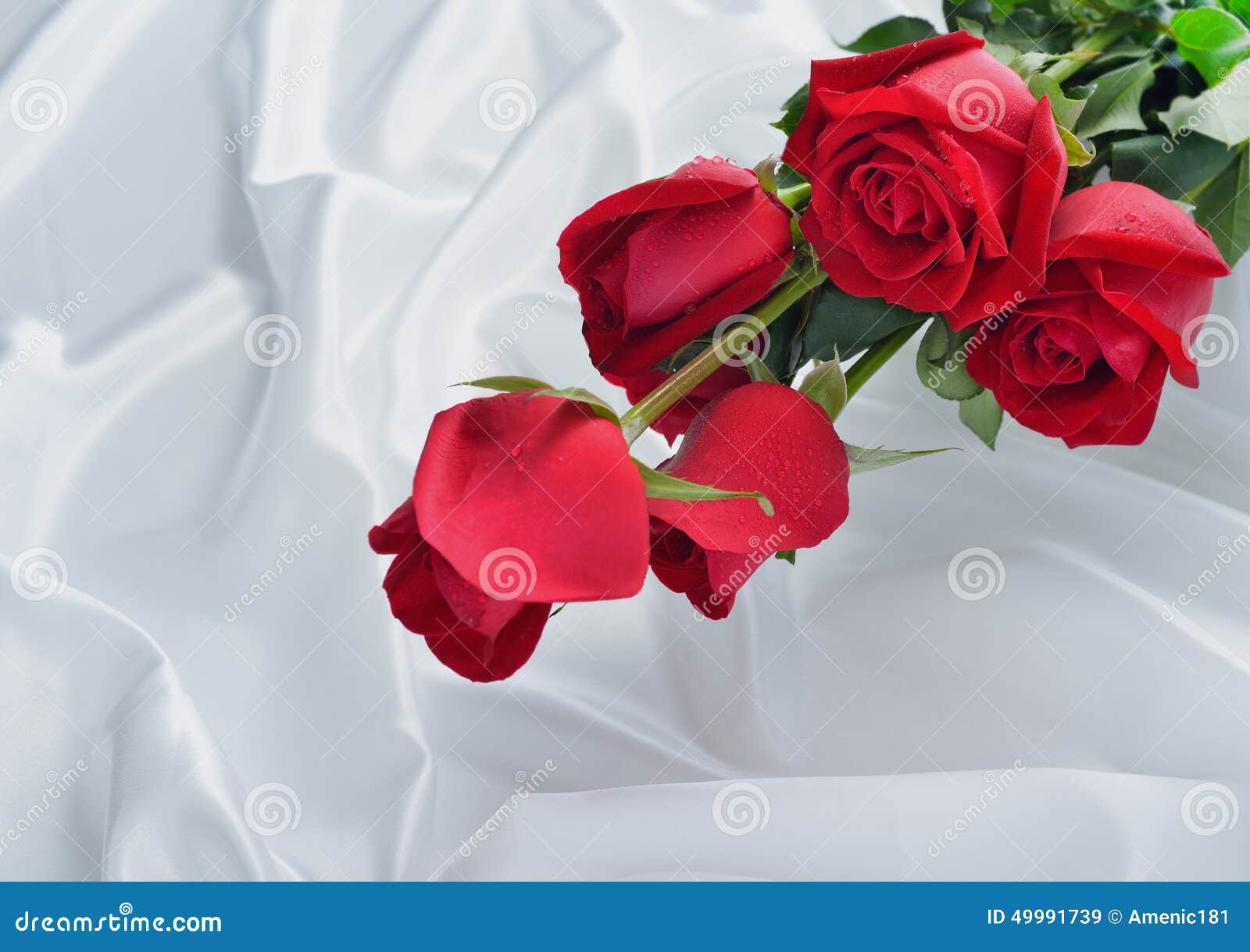 Red rose stock image. Image of white, gift, rose, plant - 49991739