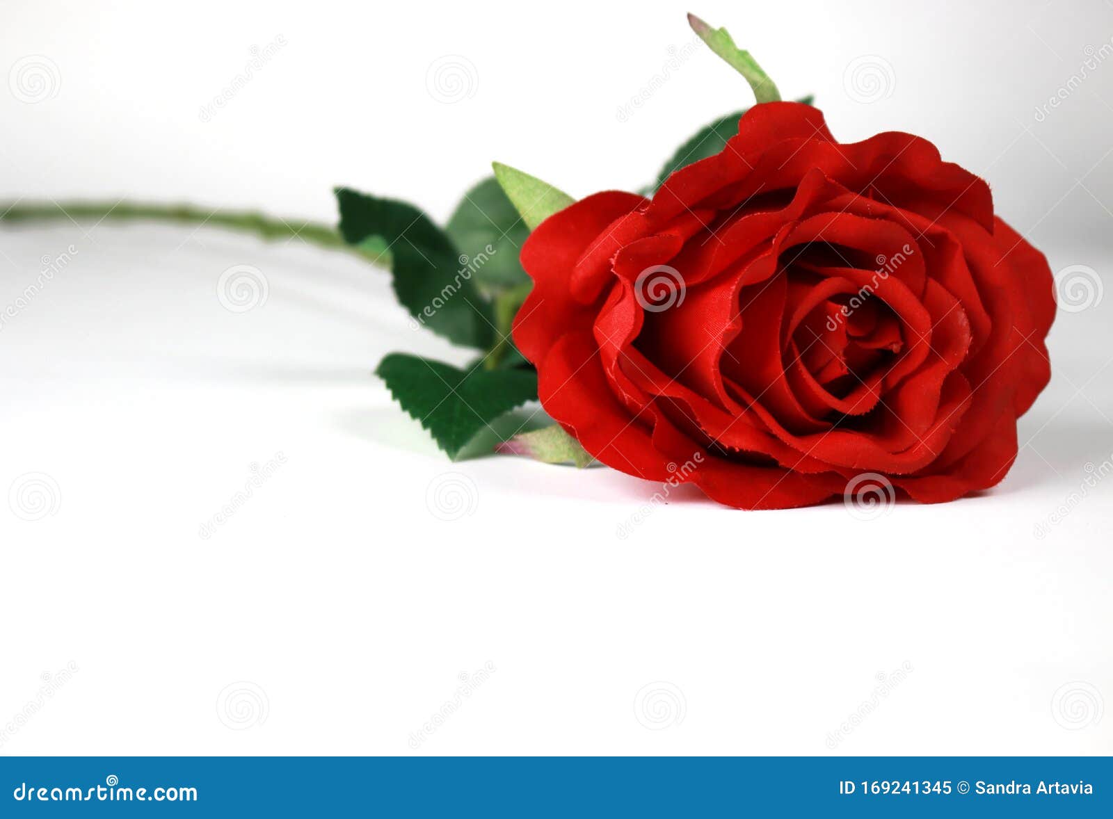 Red Rose with White Background Stock Image Image of roseleaves