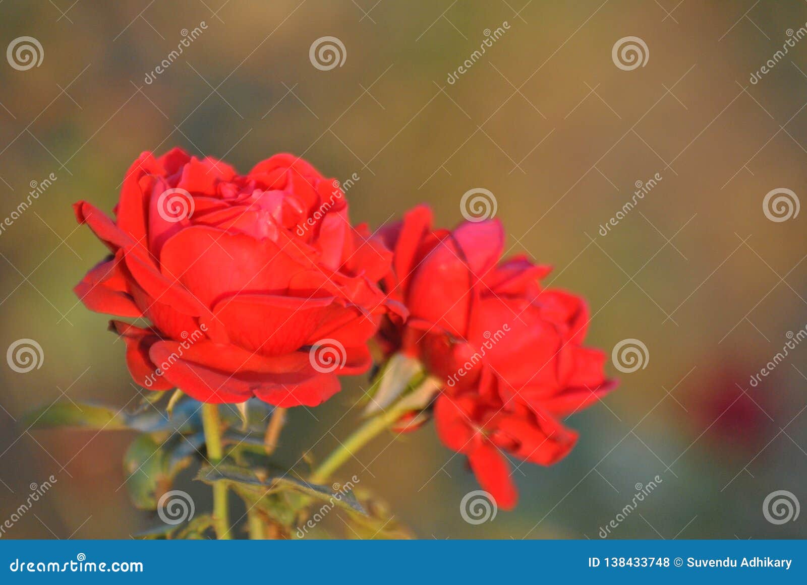 Red Rose with Full Sunlight Stock Photo Image of greeting, garden