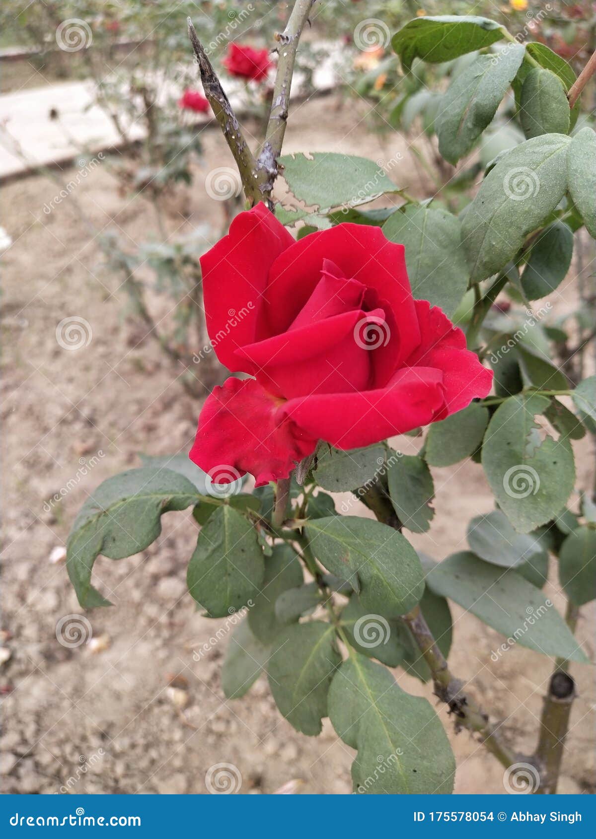 Red Rose in garden stock photo. Image of plant, rose 175578054