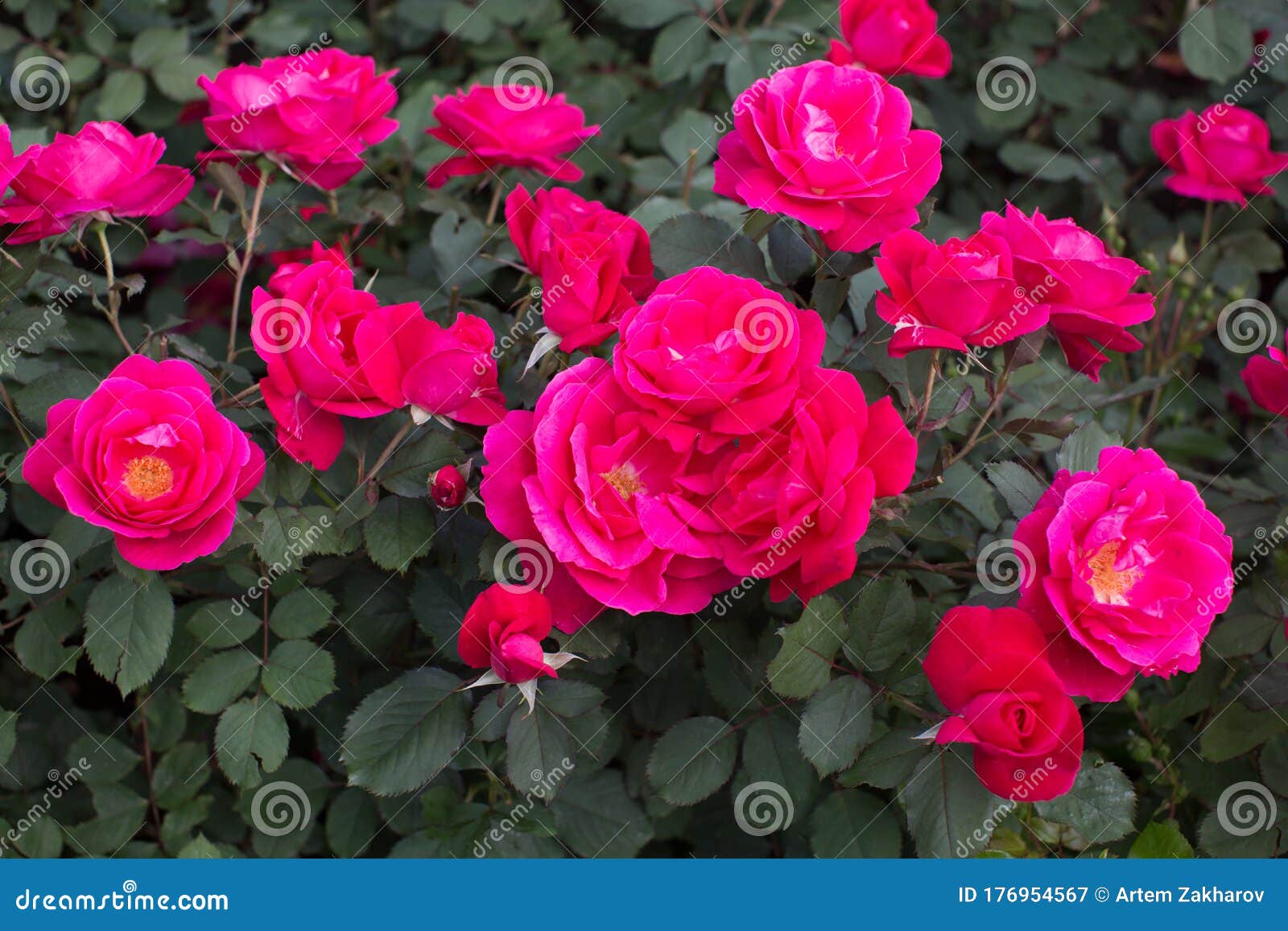 Red Rose in the Garden on a Bush. Stock Image Image of leaves, closeup 176954567