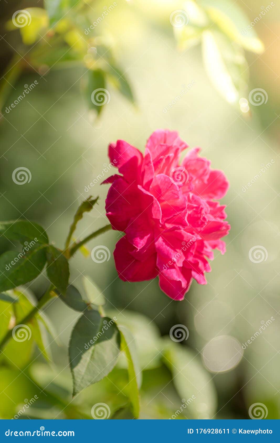 Red Rose in a Garden that is Close Up Stock Image Image of holiday, beauty 176928611