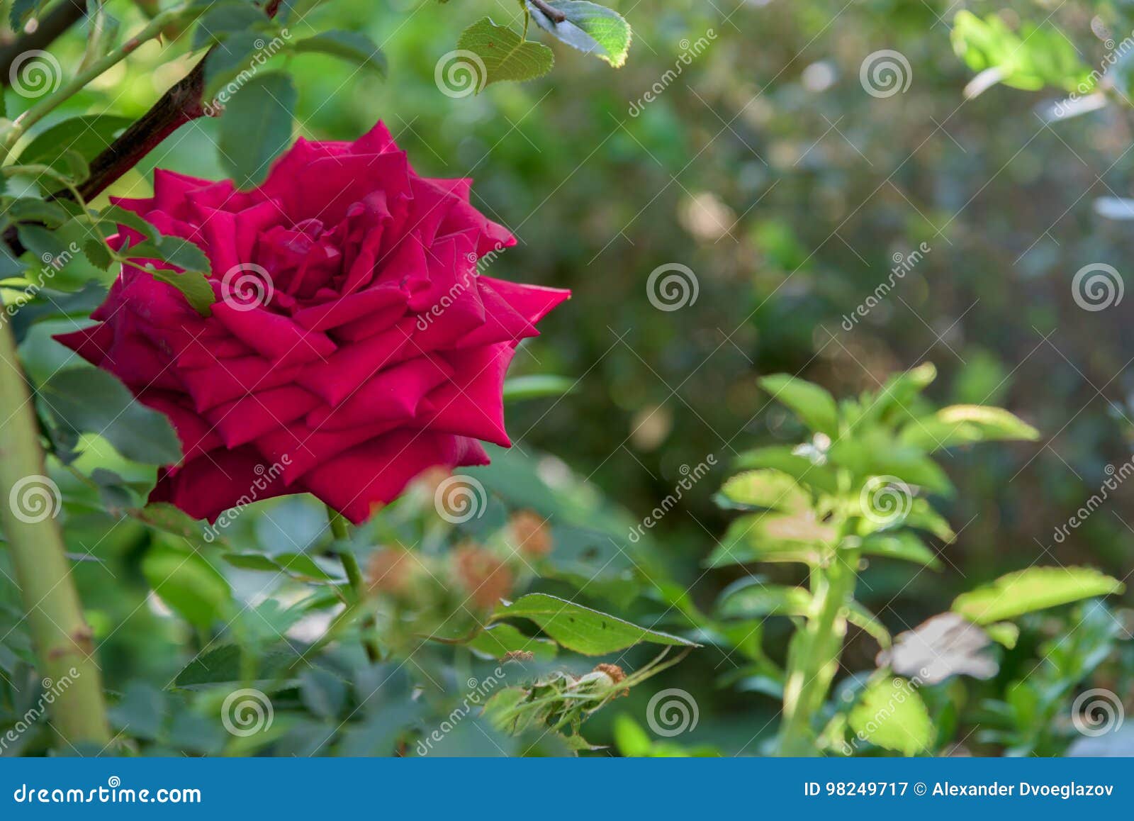 Red Rose in Garden Close Up Stock Image Image of blossom, fourteen 98249717