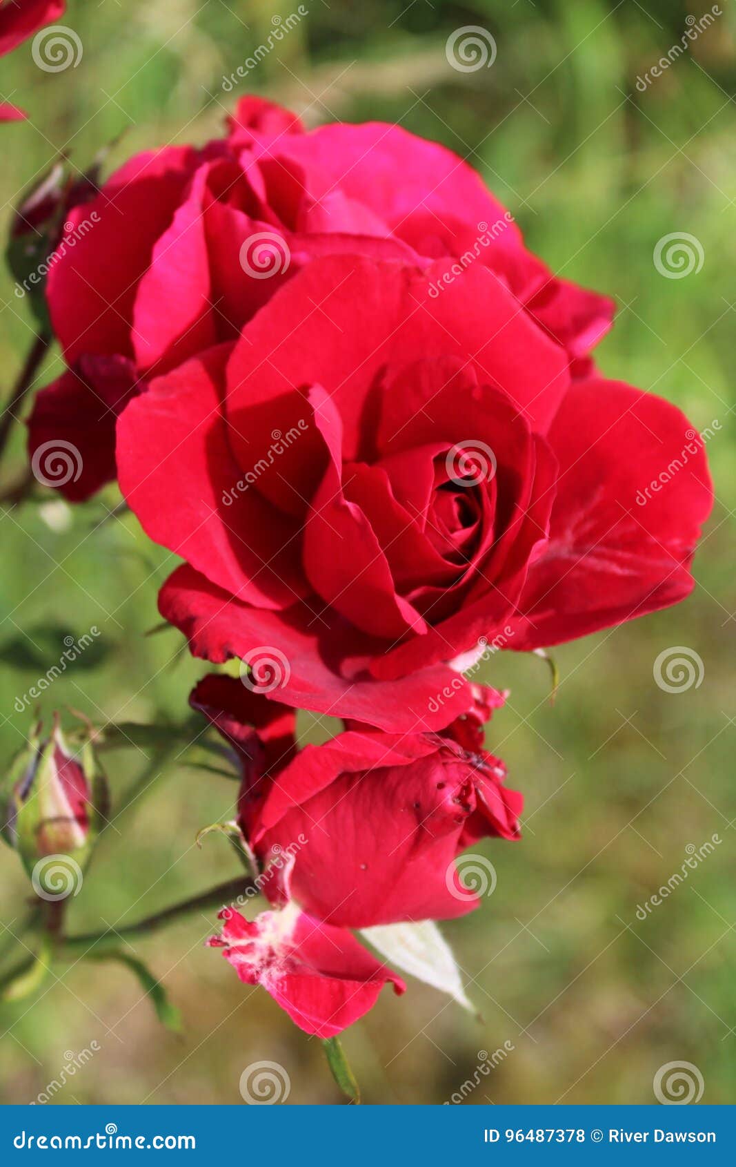 Red rose in garden stock photo. Image of flowers, rose 96487378