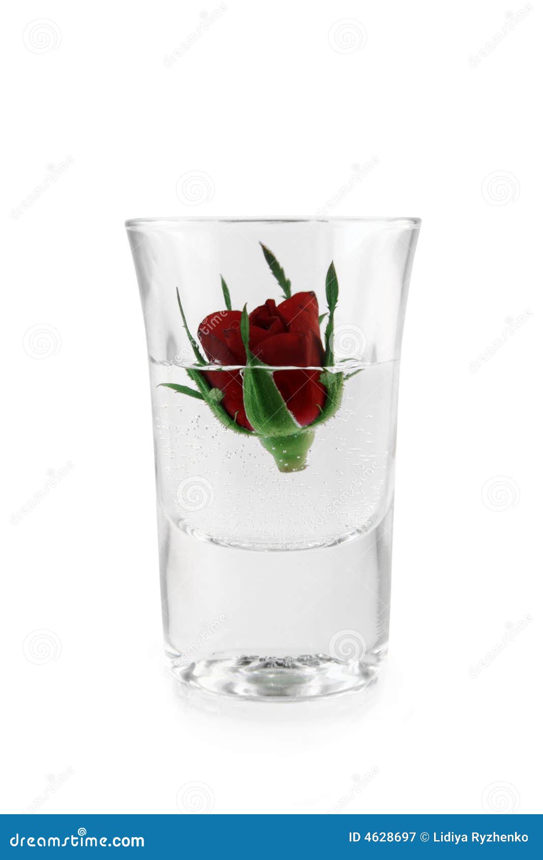Red rose in glass stock image. Image of nature, celebrate 4628697