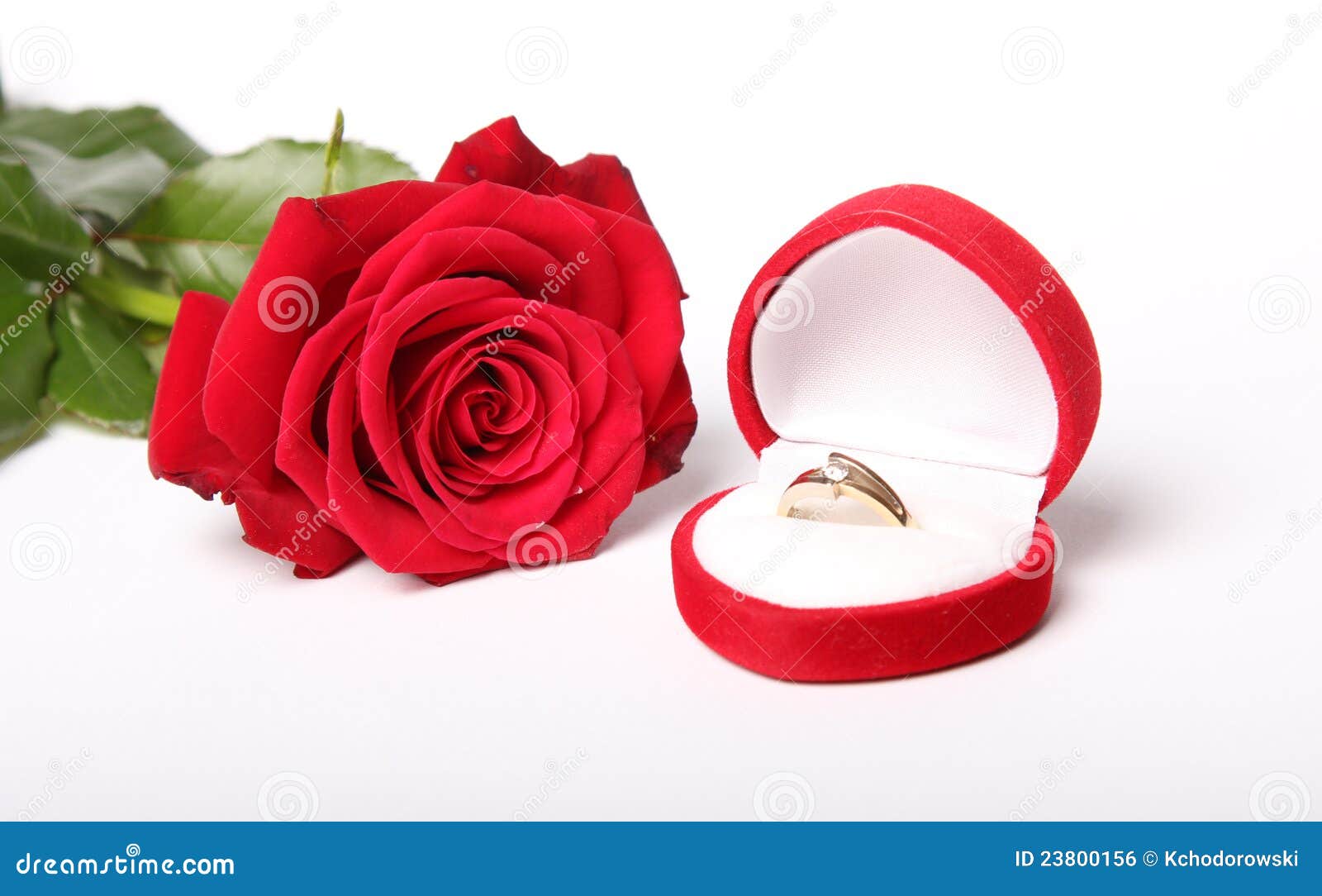 Red rose and gold ring stock photo. Image of symbol, brilliant 23800156