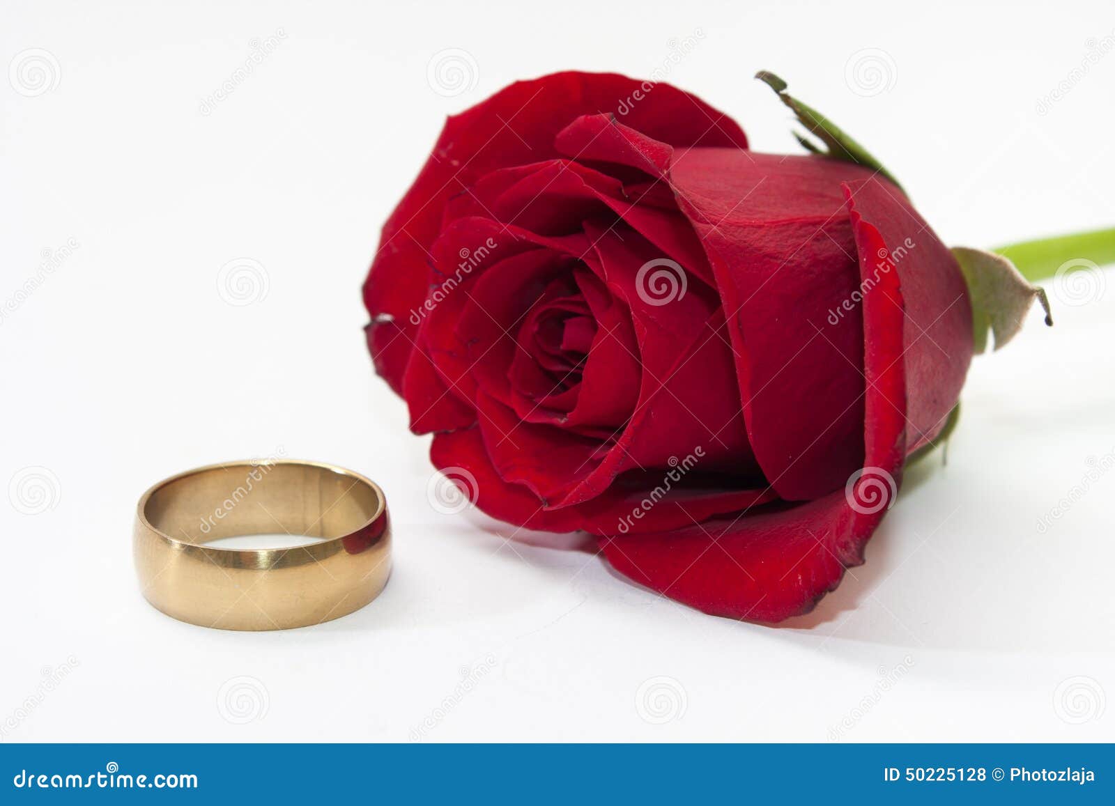The red rose and gold ring stock photo. Image of dating 50225128
