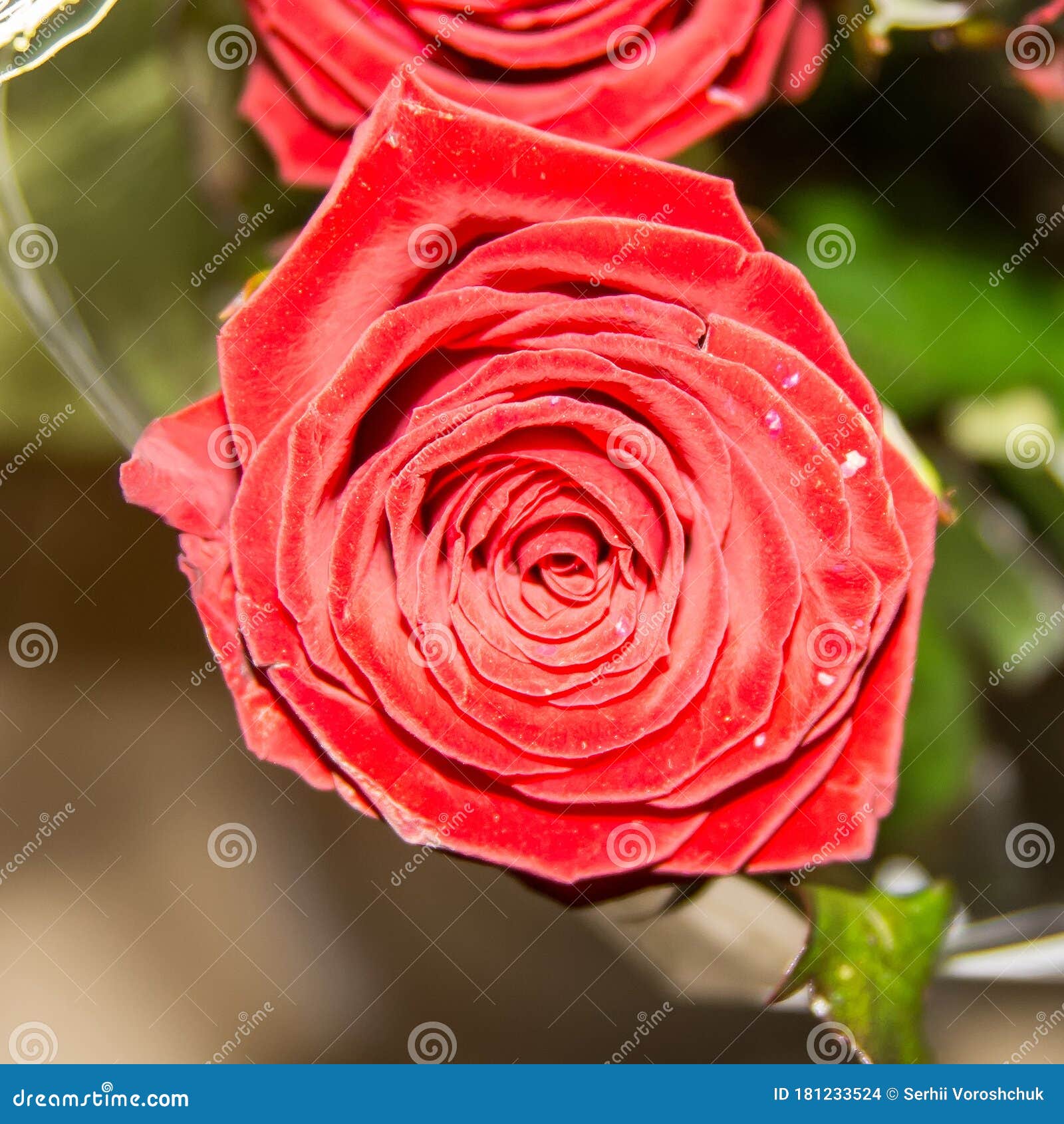Red Rose on Green Background Stock Photo Image of floral, flower