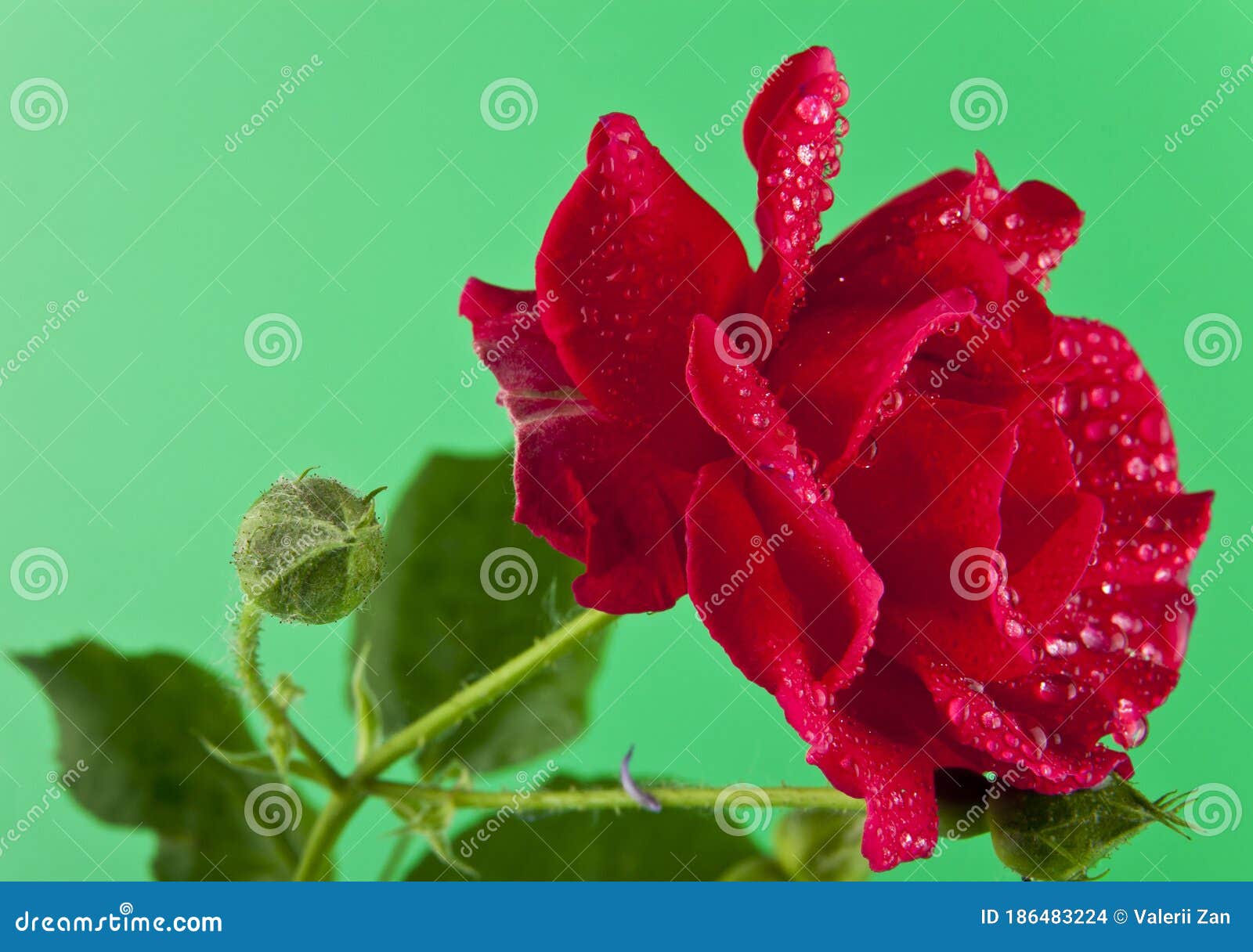 Red Rose on a Green Background Stock Photo Image of bush, closeup 186483224