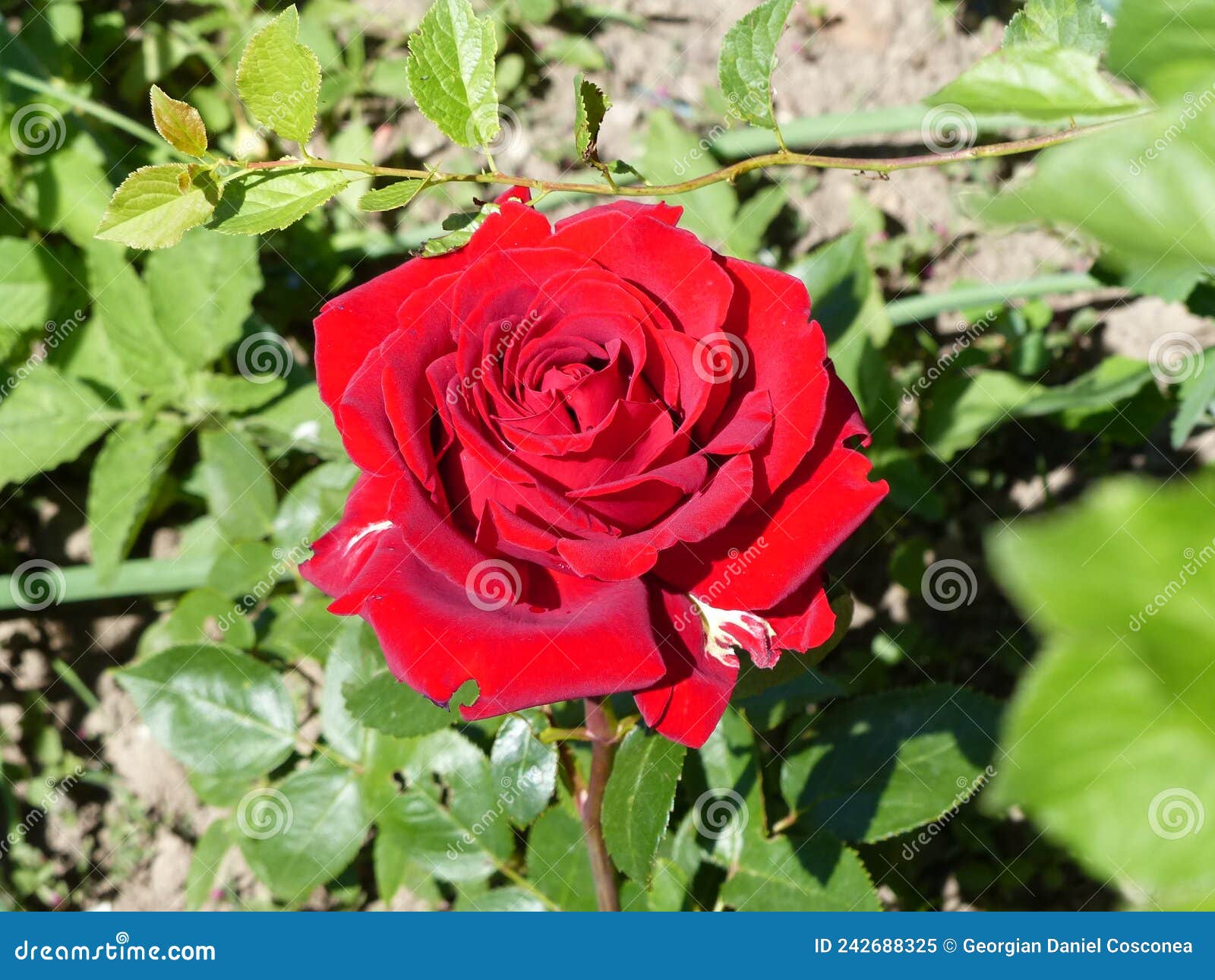 Red Rose on a Green Background Stock Image Image of color, romance 242688325