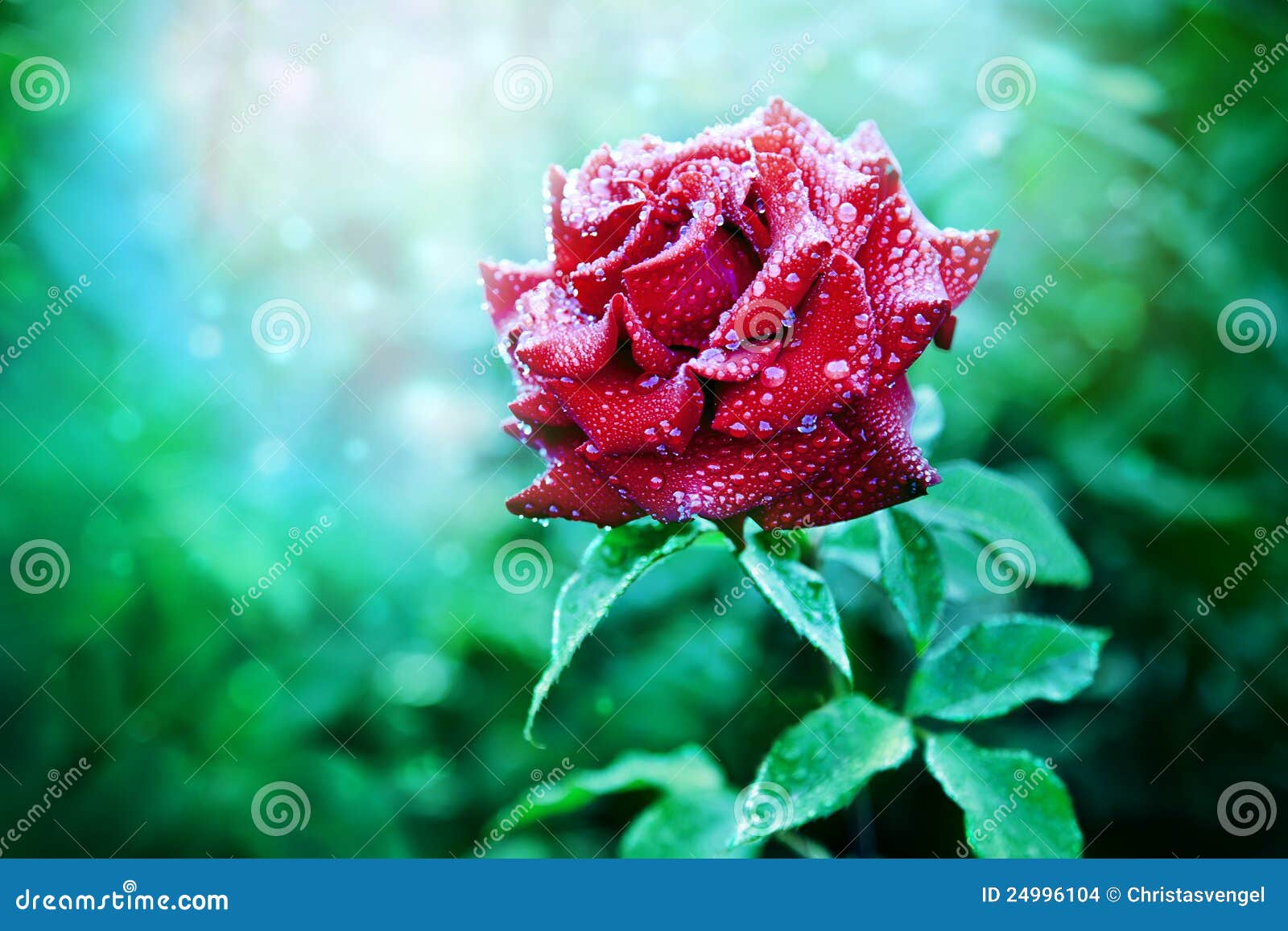 Red Rose on a Green Background Stock Photo Image of blossoms, close 24996104