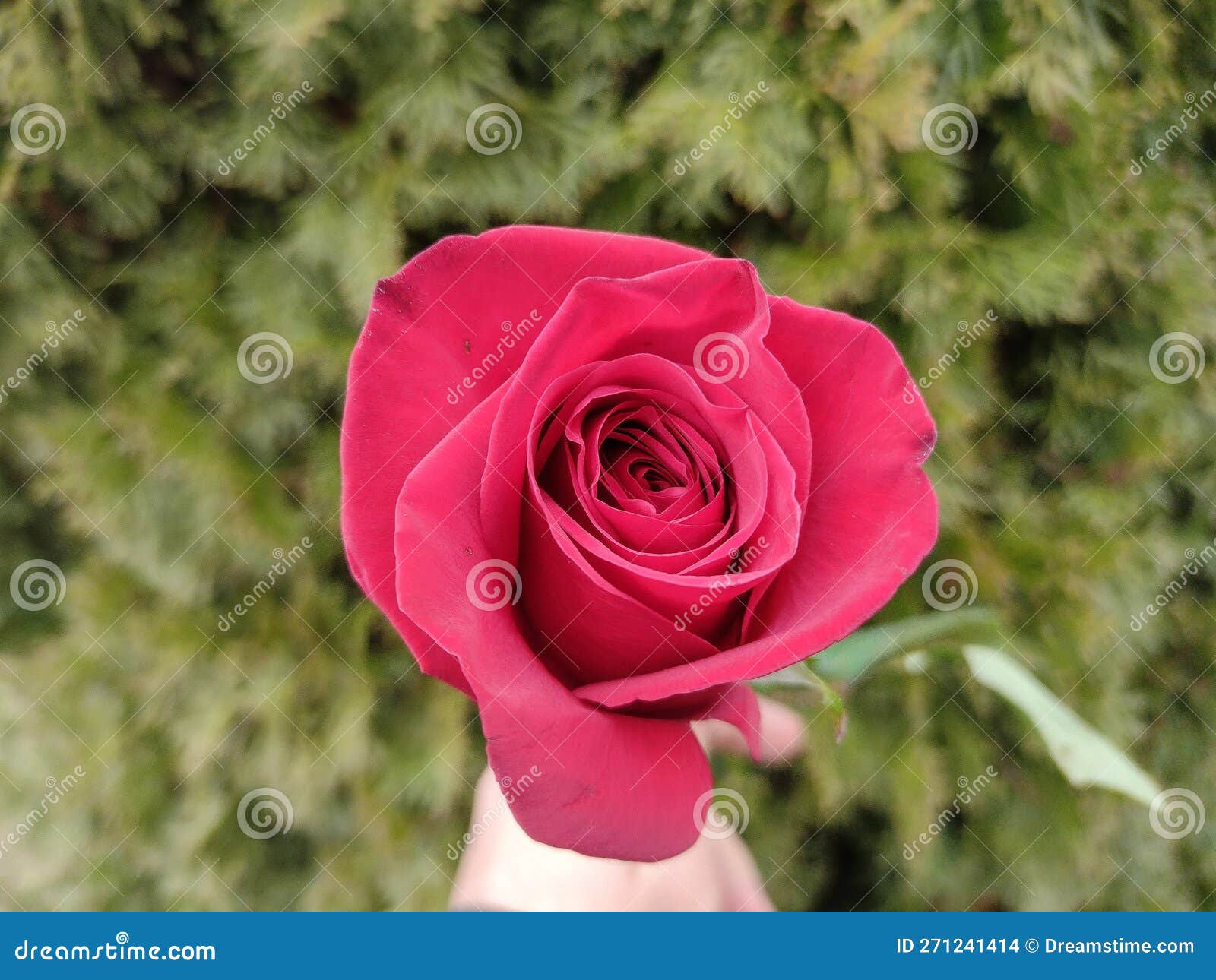 Red Rose on a Green Background Stock Photo Image of rose, nature