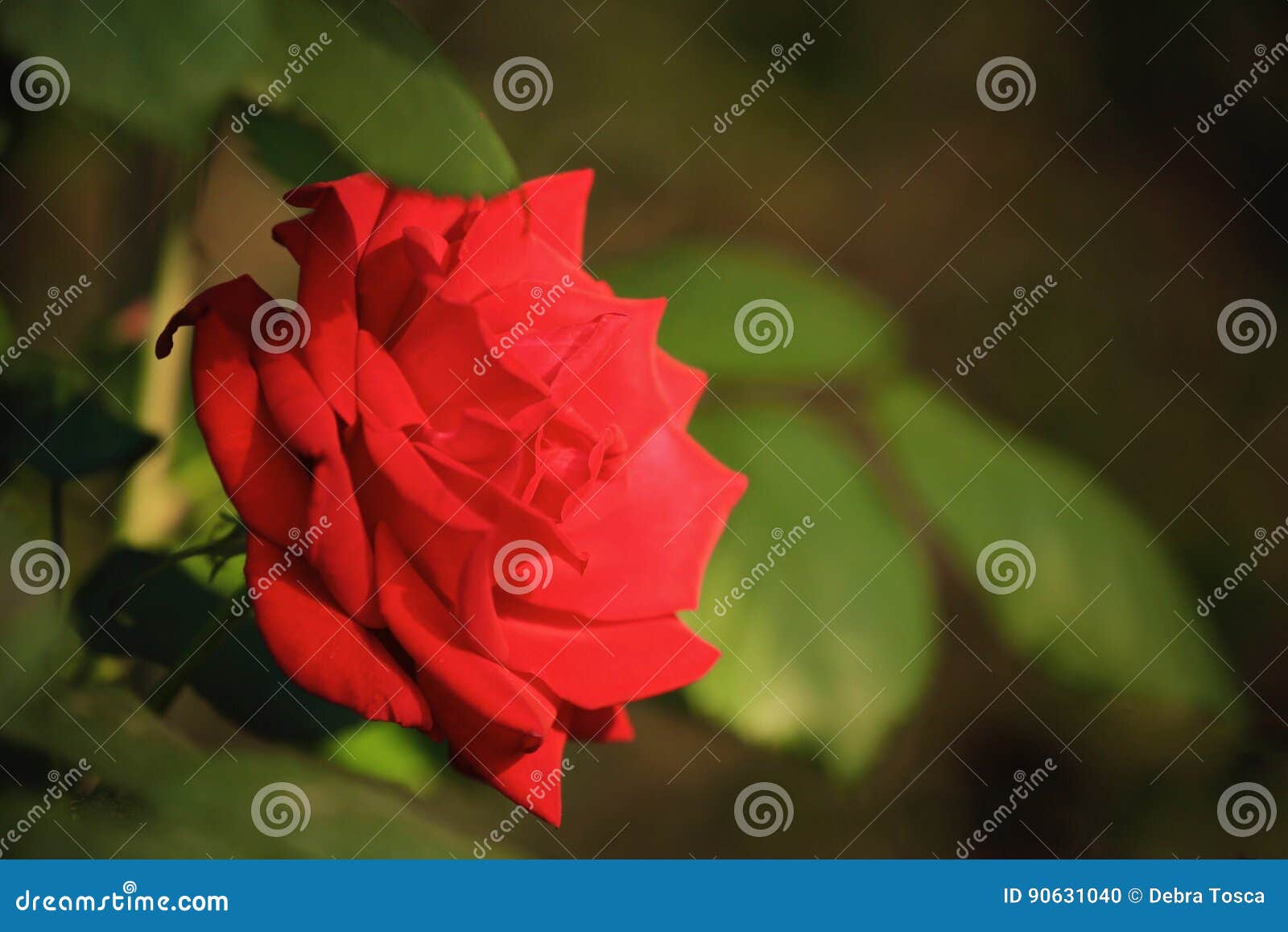 Red rose green background stock photo. Image of petals 90631040