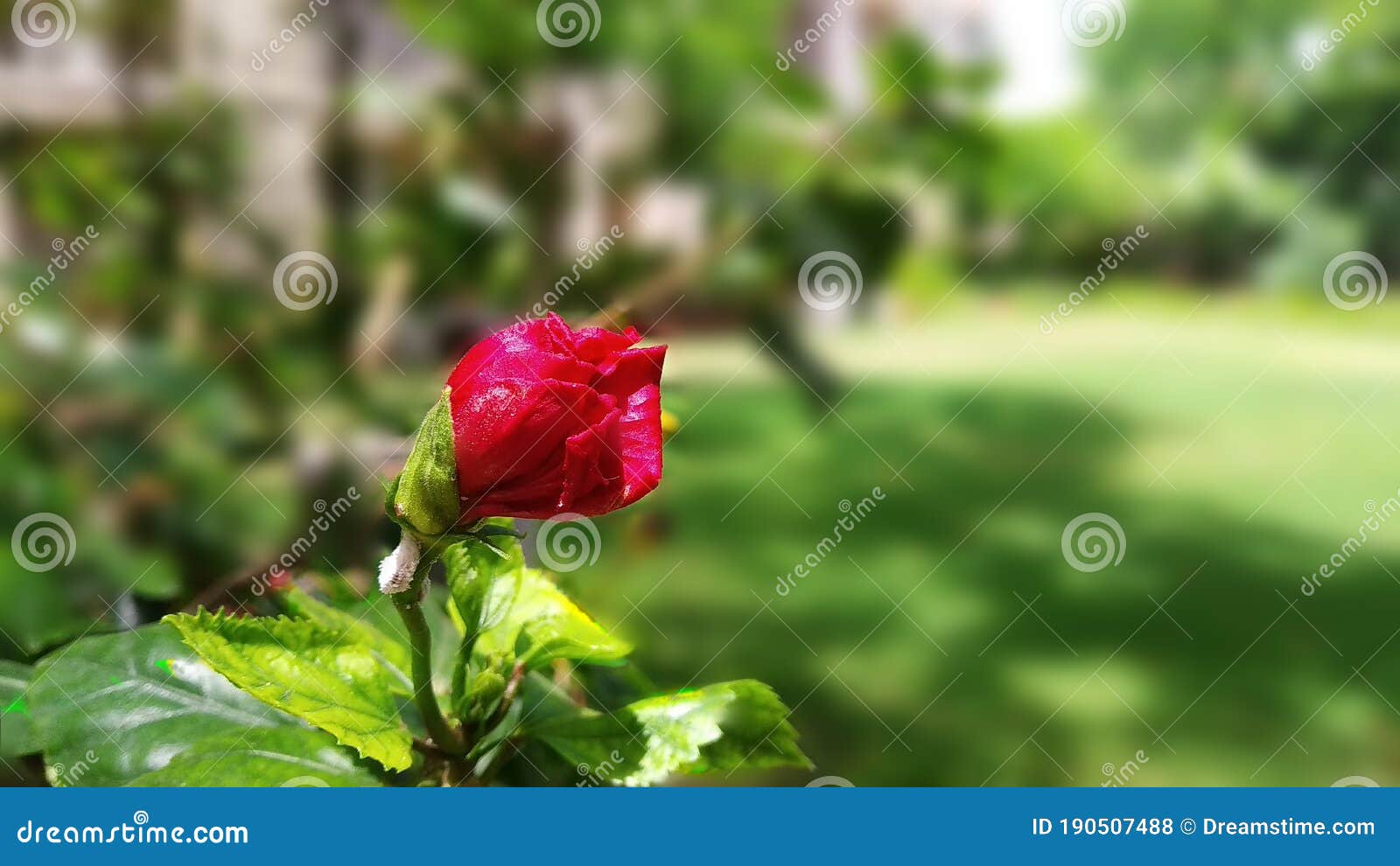 Red Rose with Green Background Stock Photo Image of july, flower 190507488