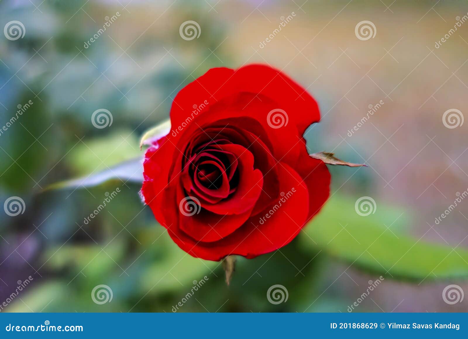 Red Rose on a Green Background Stock Image Image of macro, fresh