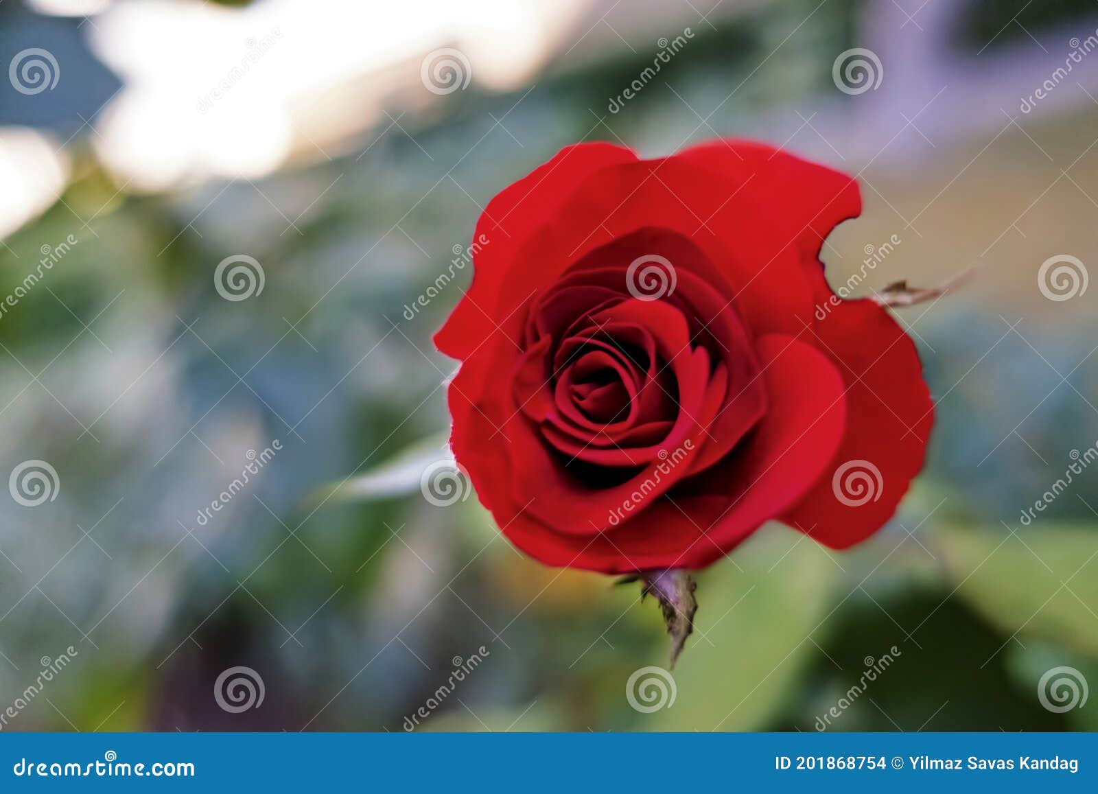 Red Rose on a Green Background Stock Photo Image of color, green
