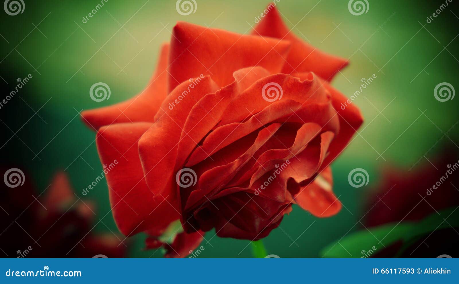 Red Rose on Green Background Stock Image Image of green, flower 66117593