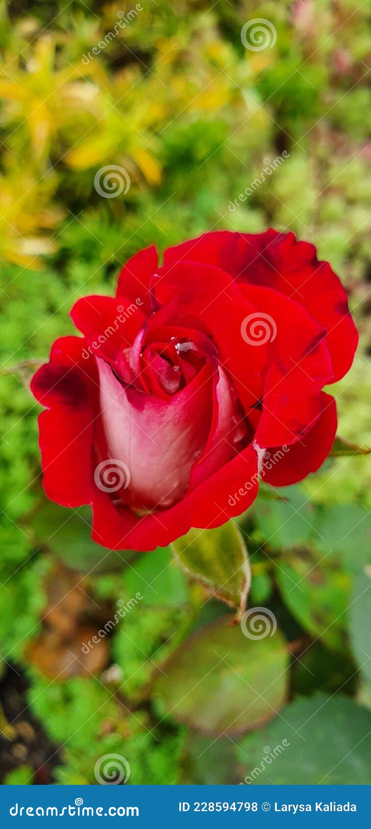 Red Rose in a Green Background in the Garden Stock Photo Image of flower, background 228594798