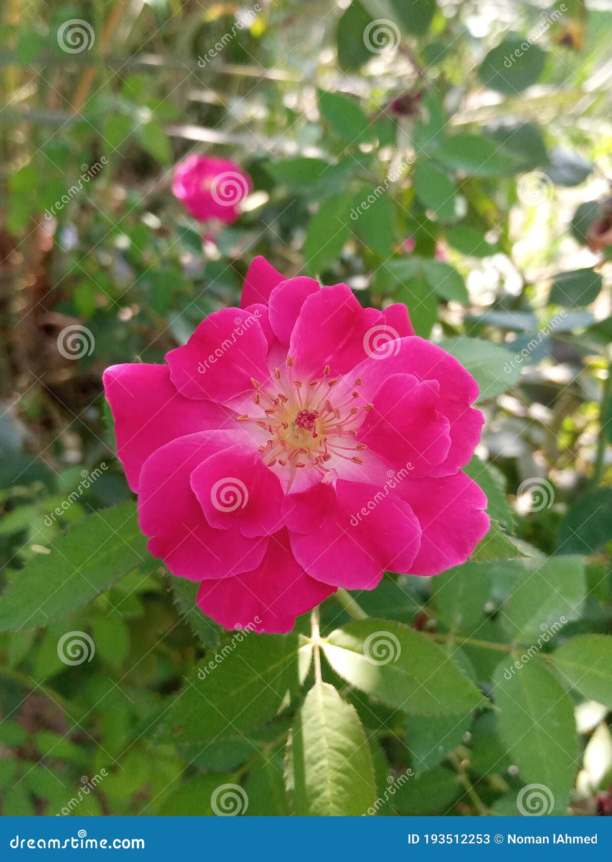 Red Rose with Green Background. Stock Image Image of nature
