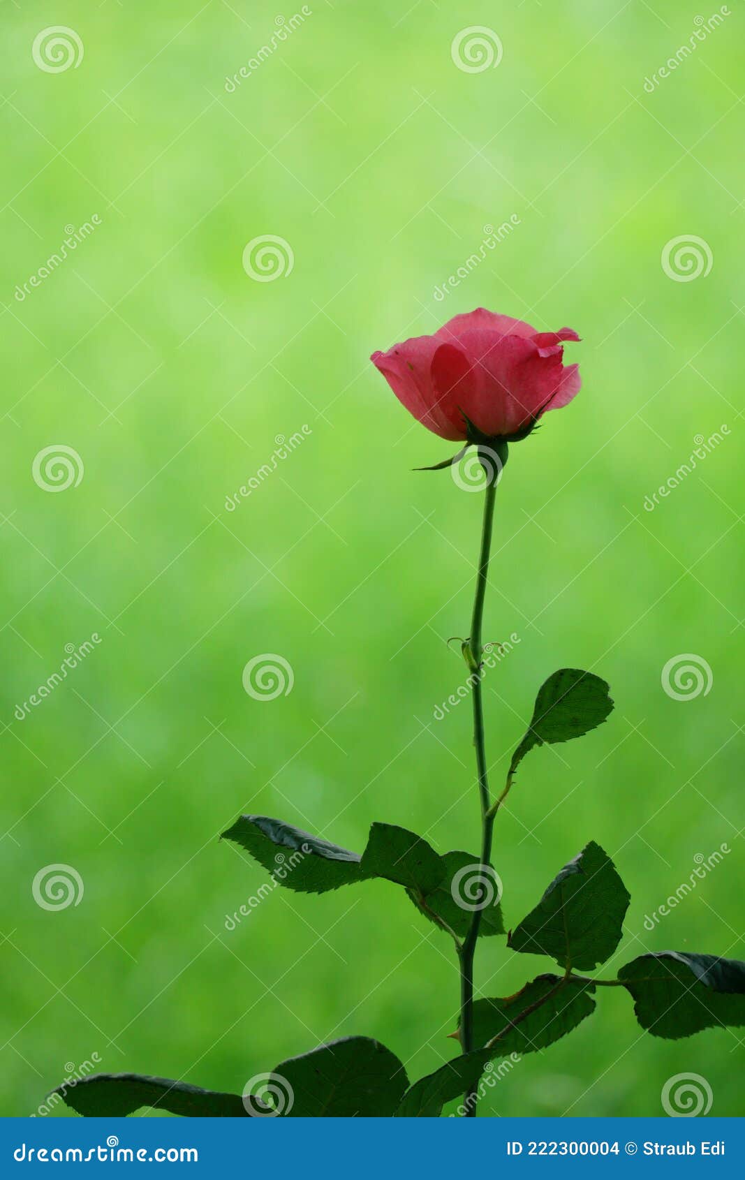 Red Rose on Green Background Stock Photo Image of petal, green 222300004