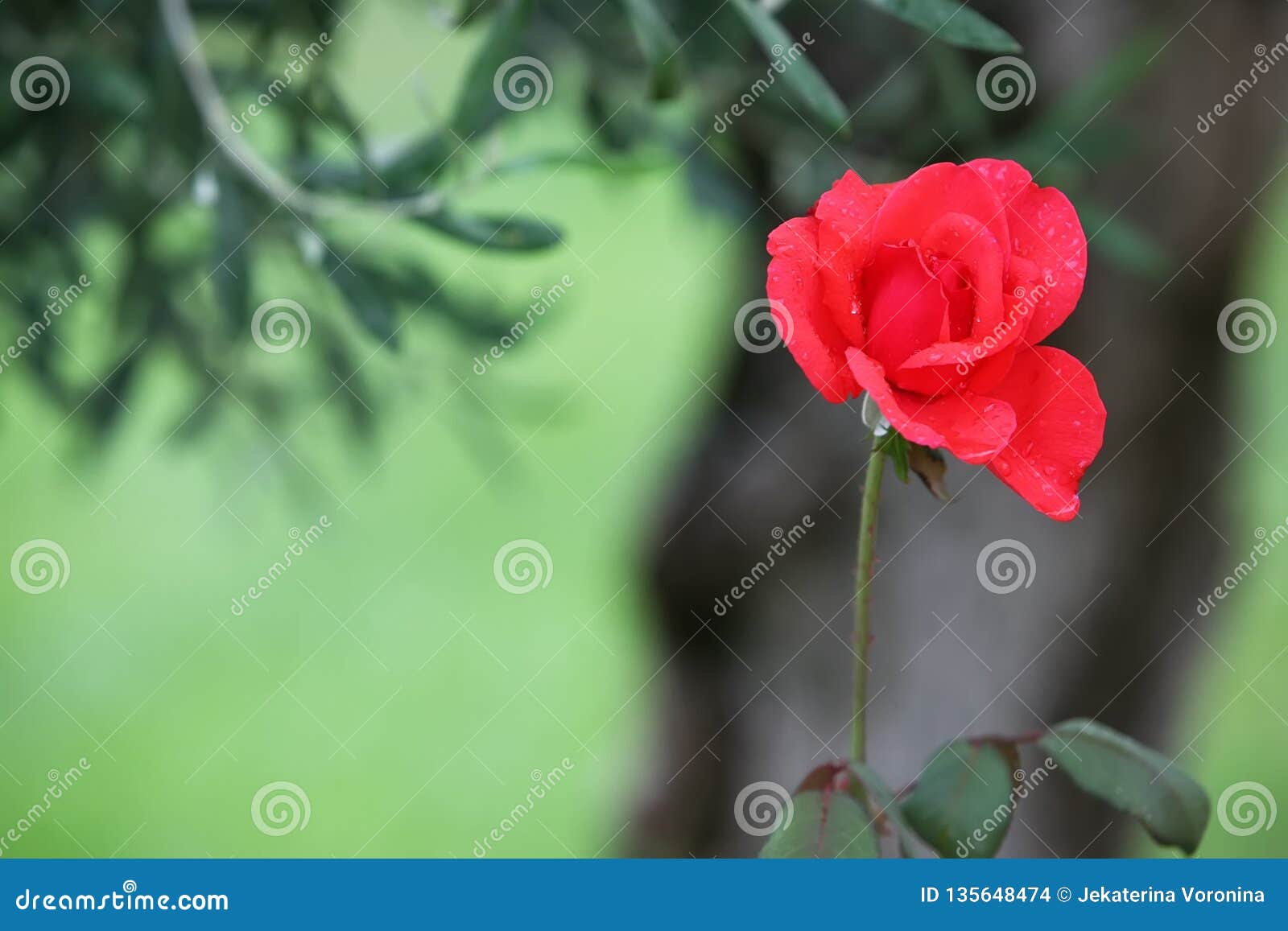 Red Rose on Green Background Stock Photo Image of decoration