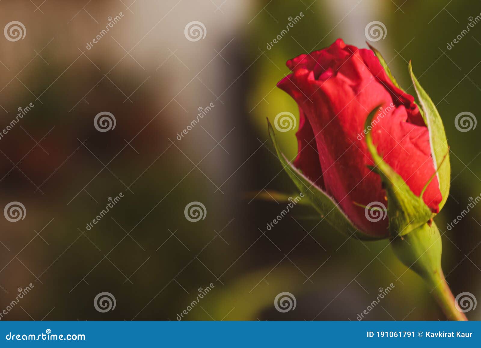 Red Rose on a Green Background Stock Image Image of beautiful