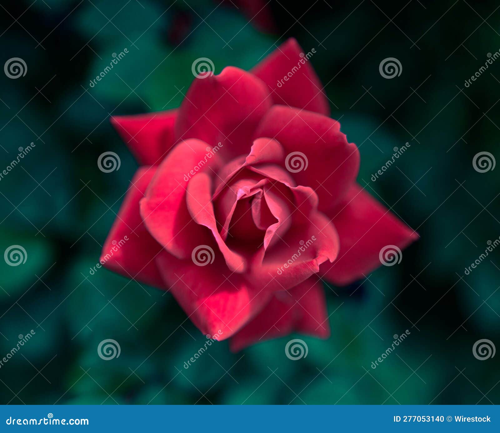 Red Rose on a Green Background Stock Photo Image of petal, spring 277053140